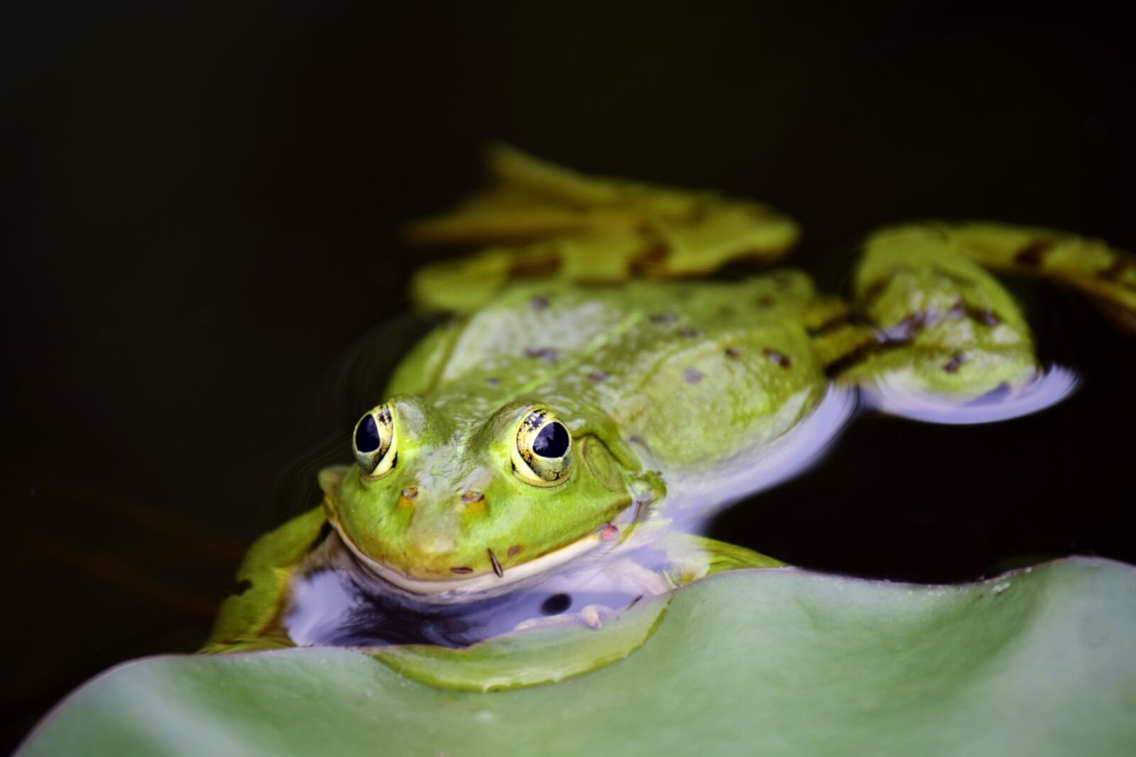 Nikon D3300 sample photo. Frog, green, green frog photography