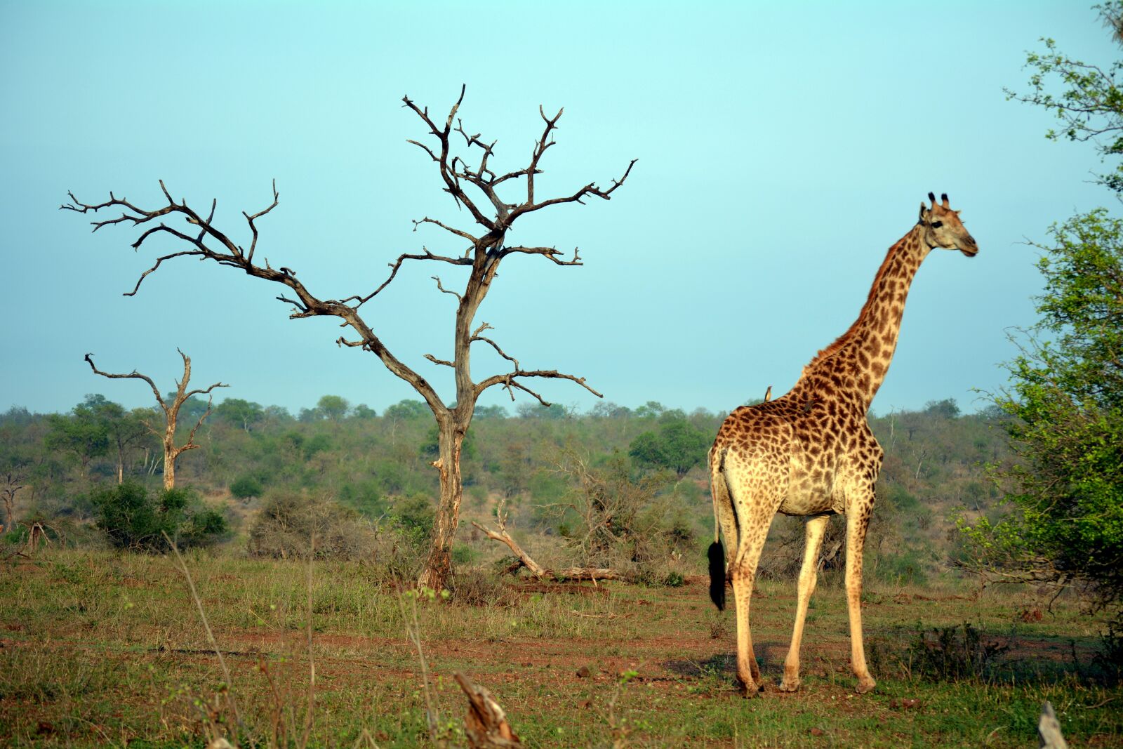 Nikon D5200 sample photo. Kruger park, africa, nature photography