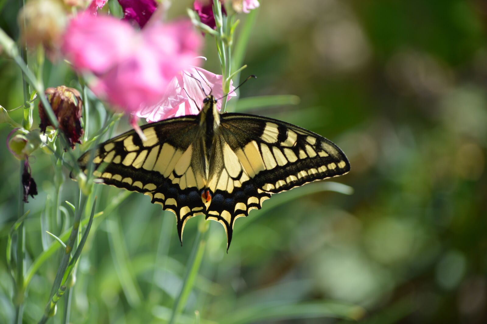 Nikon D3200 sample photo. Butterfly, dovetail, butterflies photography