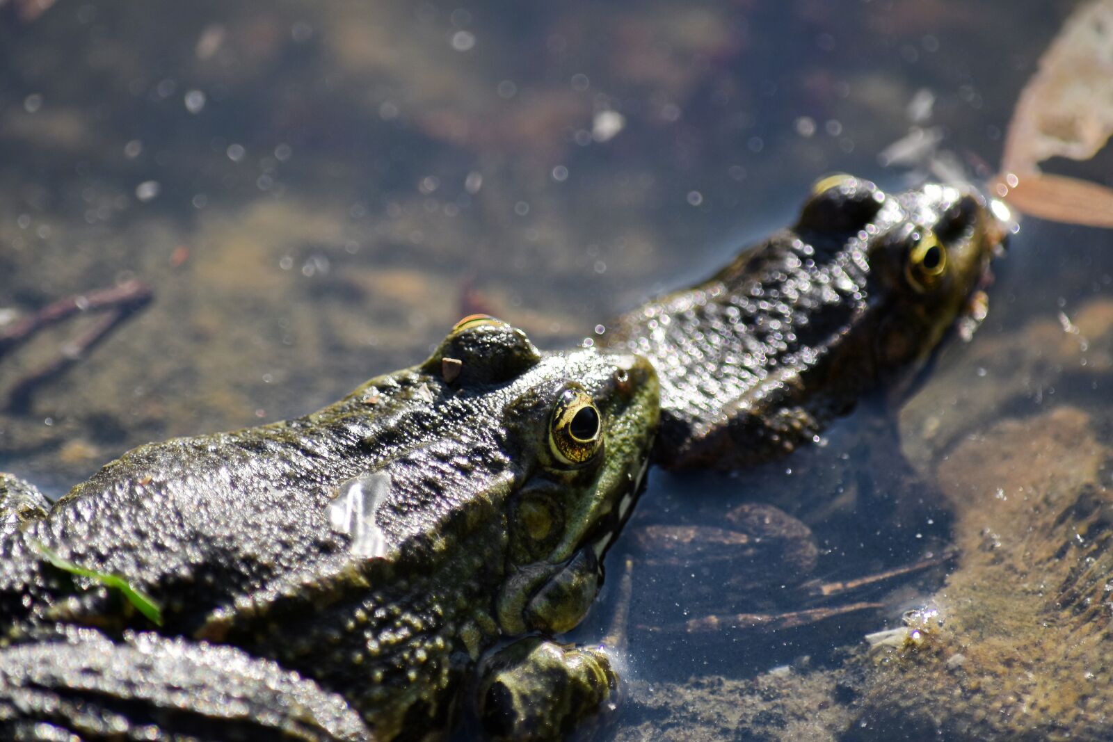 Nikon D5500 sample photo. Reptile, wildlife, frog, amphibian photography