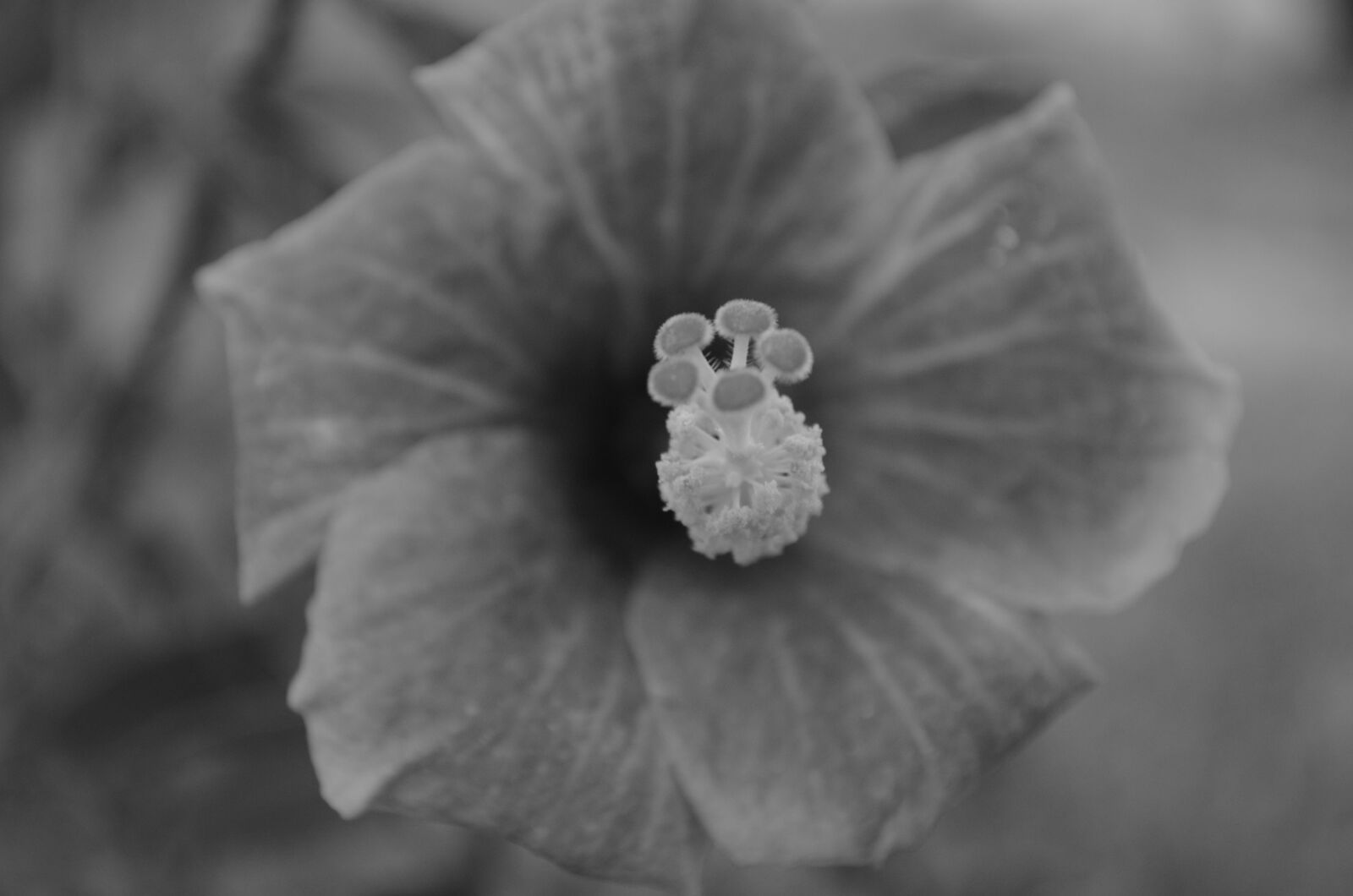 Nikon D5100 sample photo. Black, and, white, flowers photography