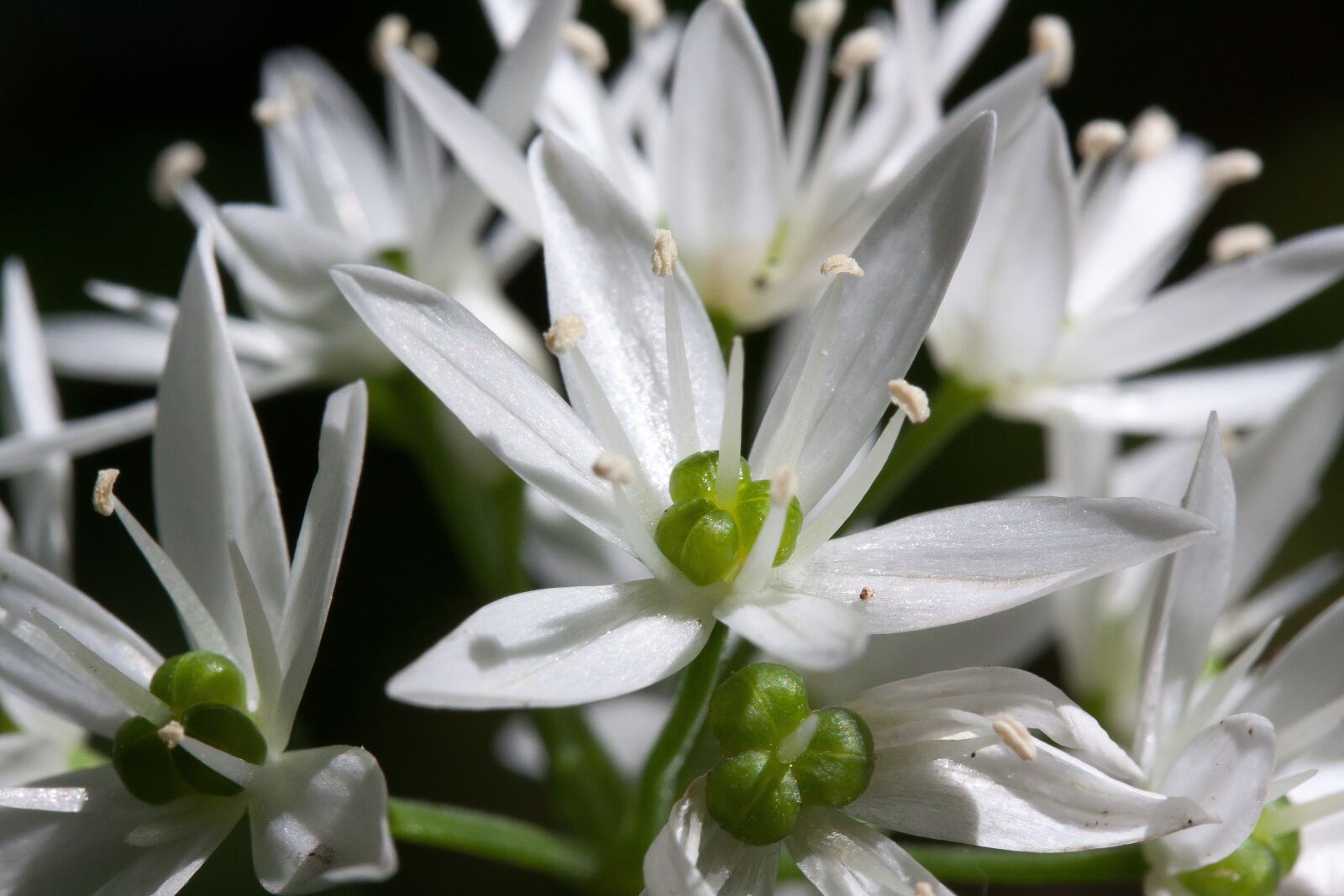 Canon EOS 50D sample photo. Bear's garlic, allium ursinum photography