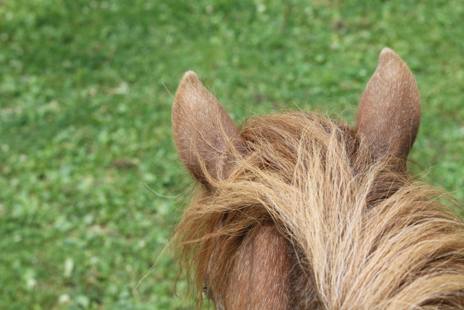 Canon EOS 50D sample photo. Pony, ears, meadow photography