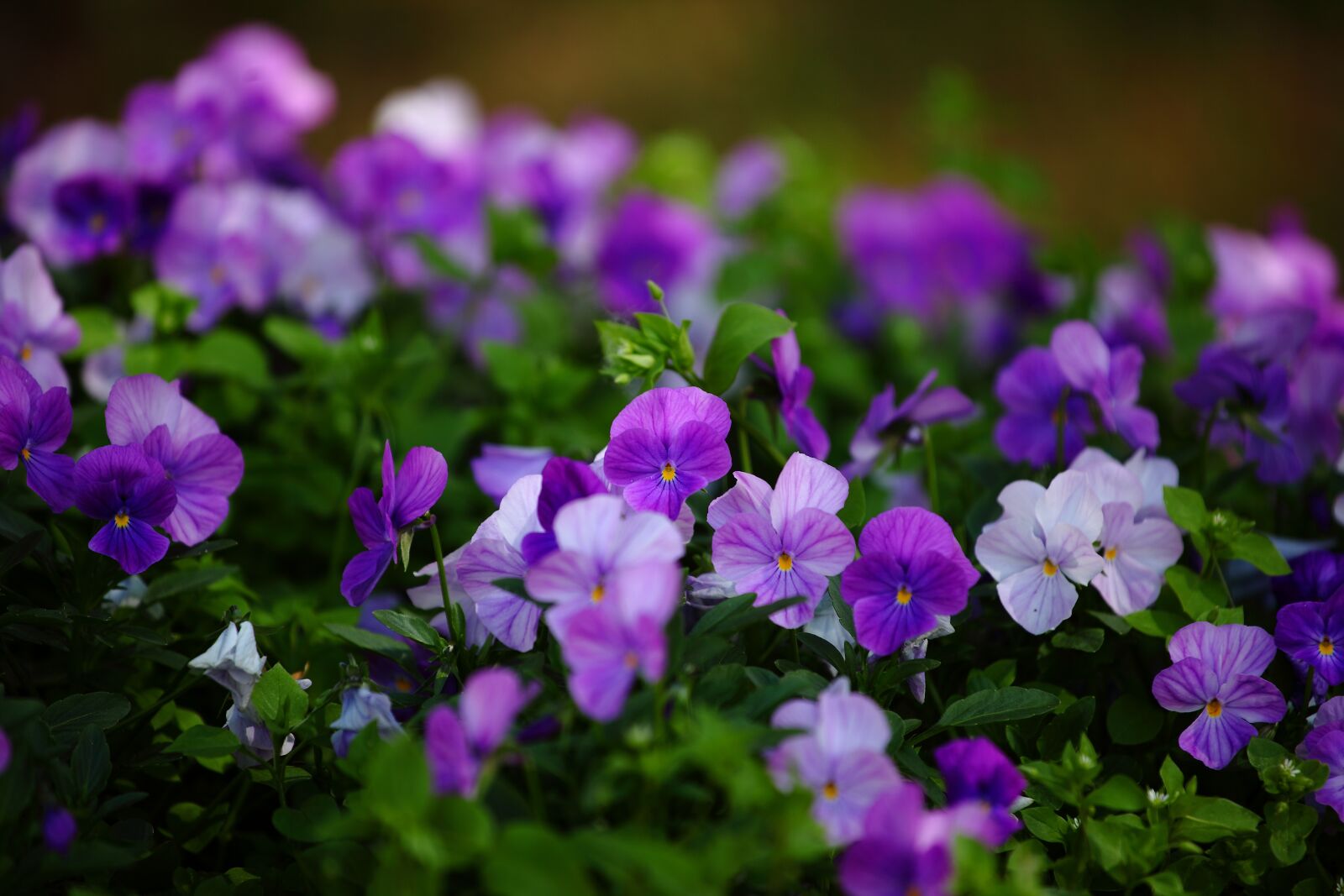 Canon EOS 5D Mark II sample photo. Flowers, pansies, izhevsk photography