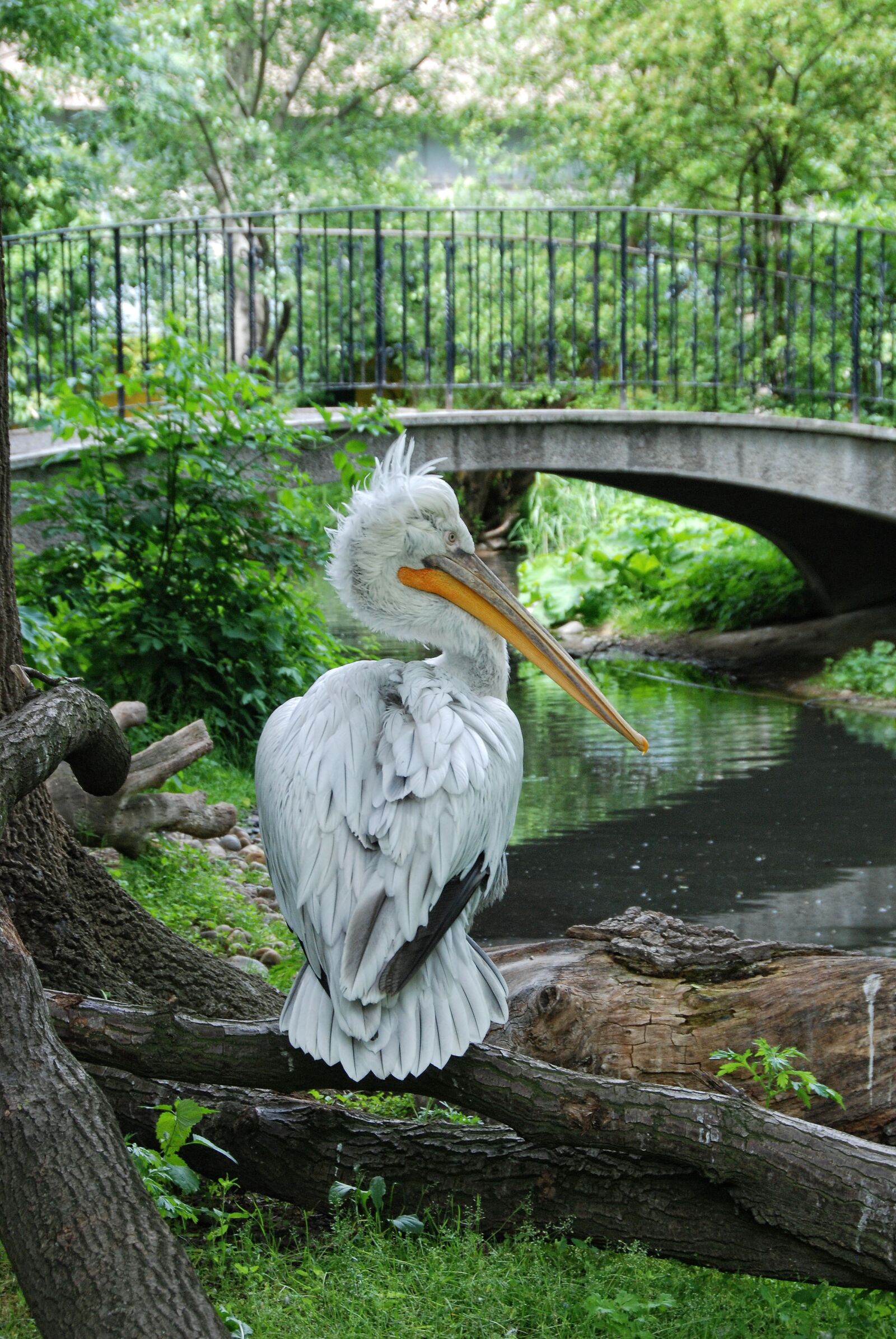 Nikon D80 sample photo. Tiergarten, schönbrunn, pelikan photography