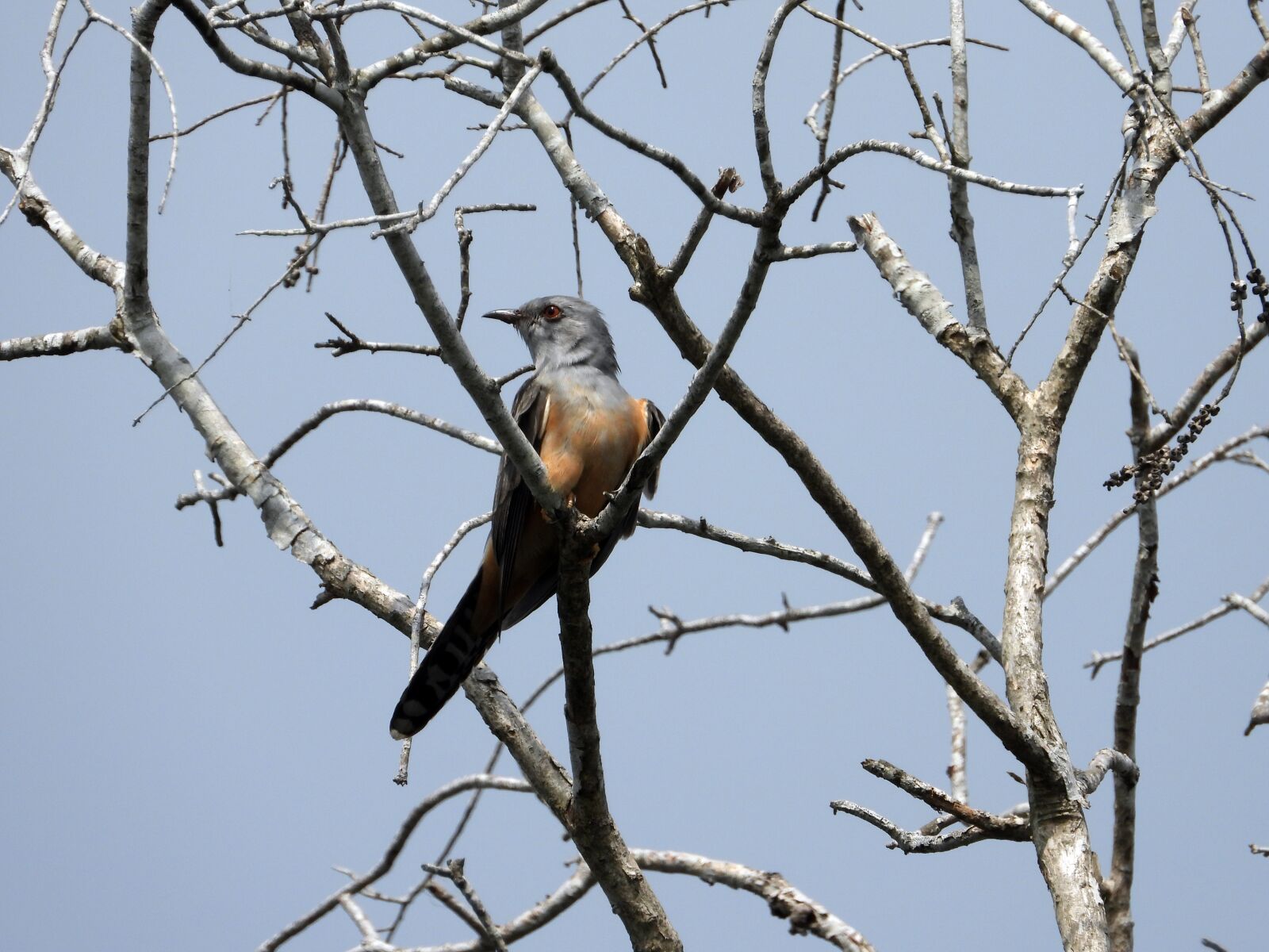 Nikon Coolpix P1000 sample photo. Sank, animal, bean bird photography