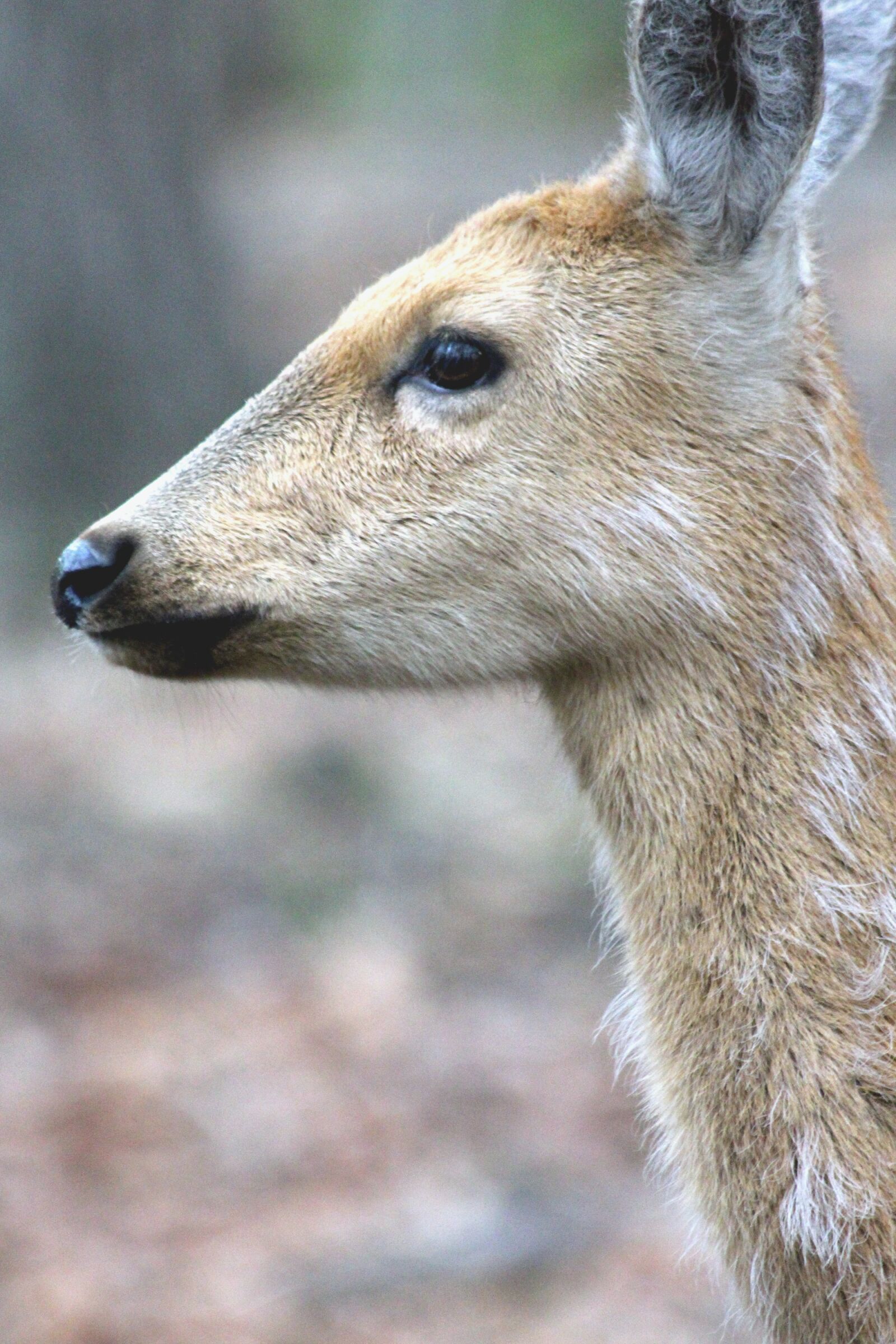 Canon EF 70-300mm F4-5.6 IS USM sample photo. Spotted deer, doe, cervus photography