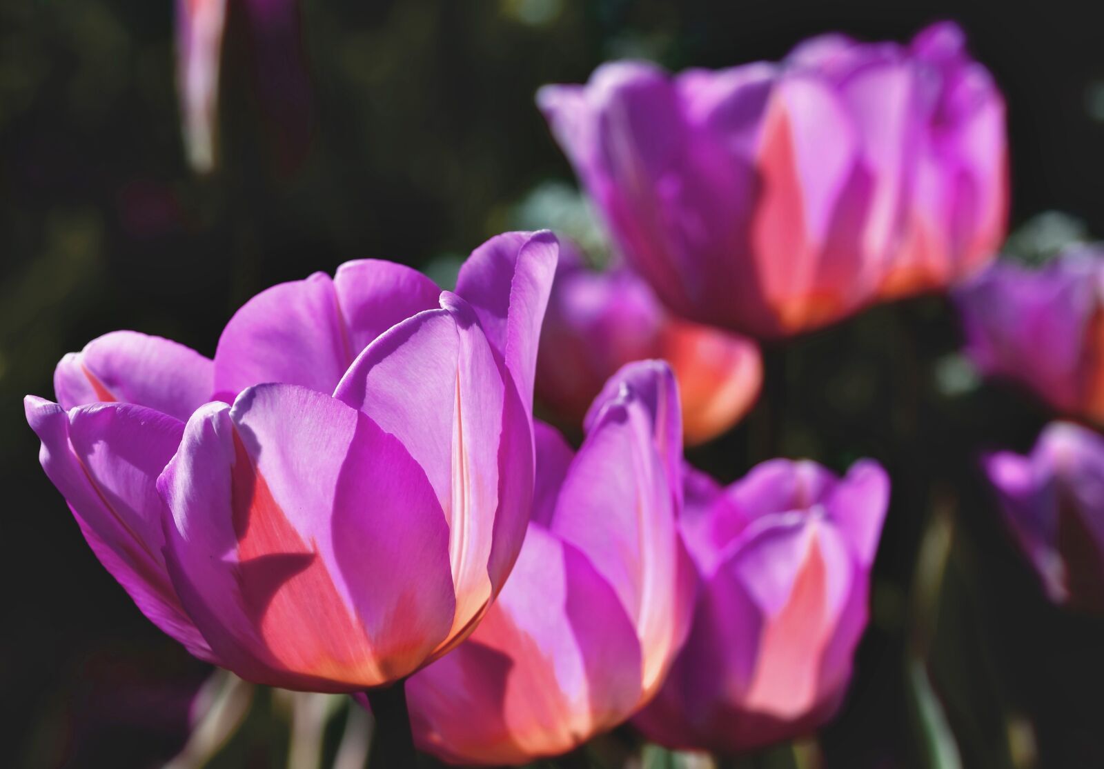 Nikon D7200 sample photo. Tulip, tulip field, blossom photography