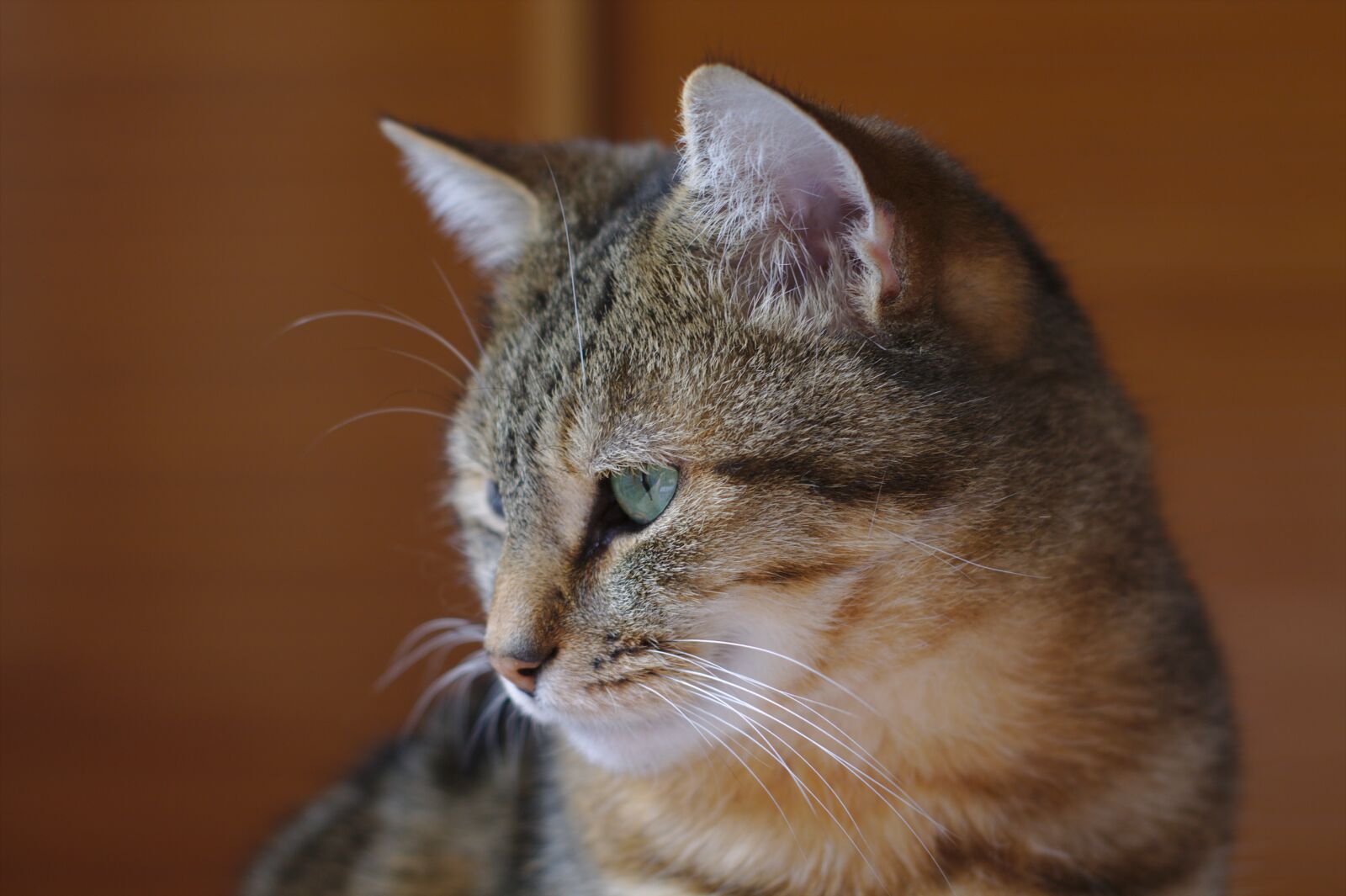 Canon EOS 1100D (EOS Rebel T3 / EOS Kiss X50) sample photo. Cat, tabby, fur photography