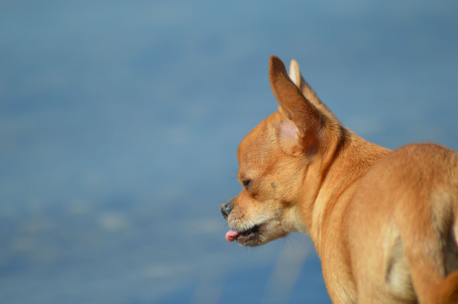 Nikon D3200 sample photo. Dog, chihuahua, small photography