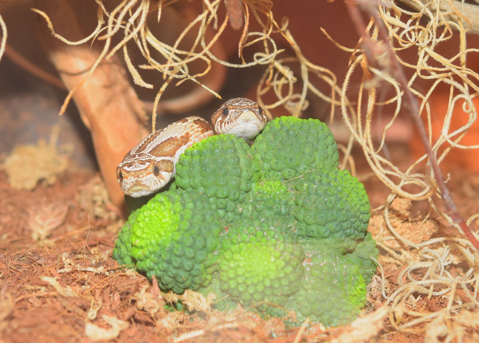 Nikon D5300 sample photo. Snake, heterodon nasicus, slightly photography