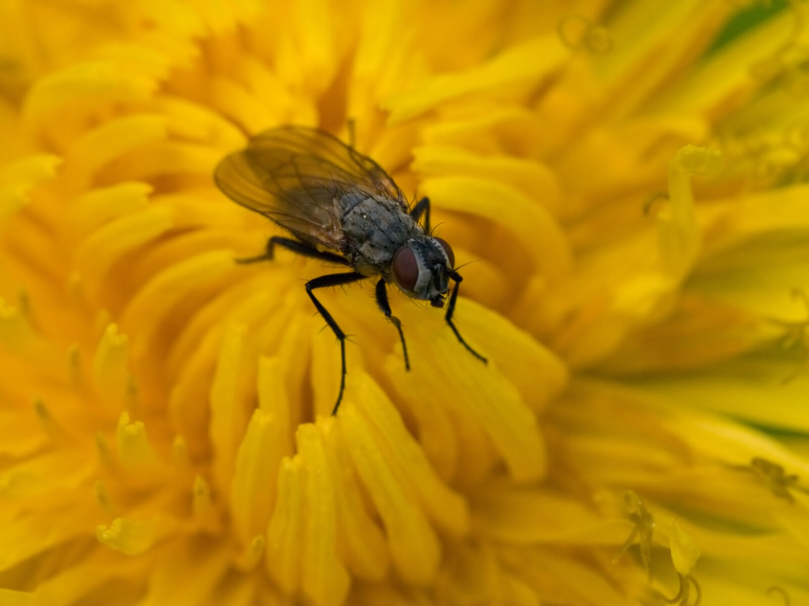 Olympus E-510 (EVOLT E-510) sample photo. Fly, on, yellow, flower photography