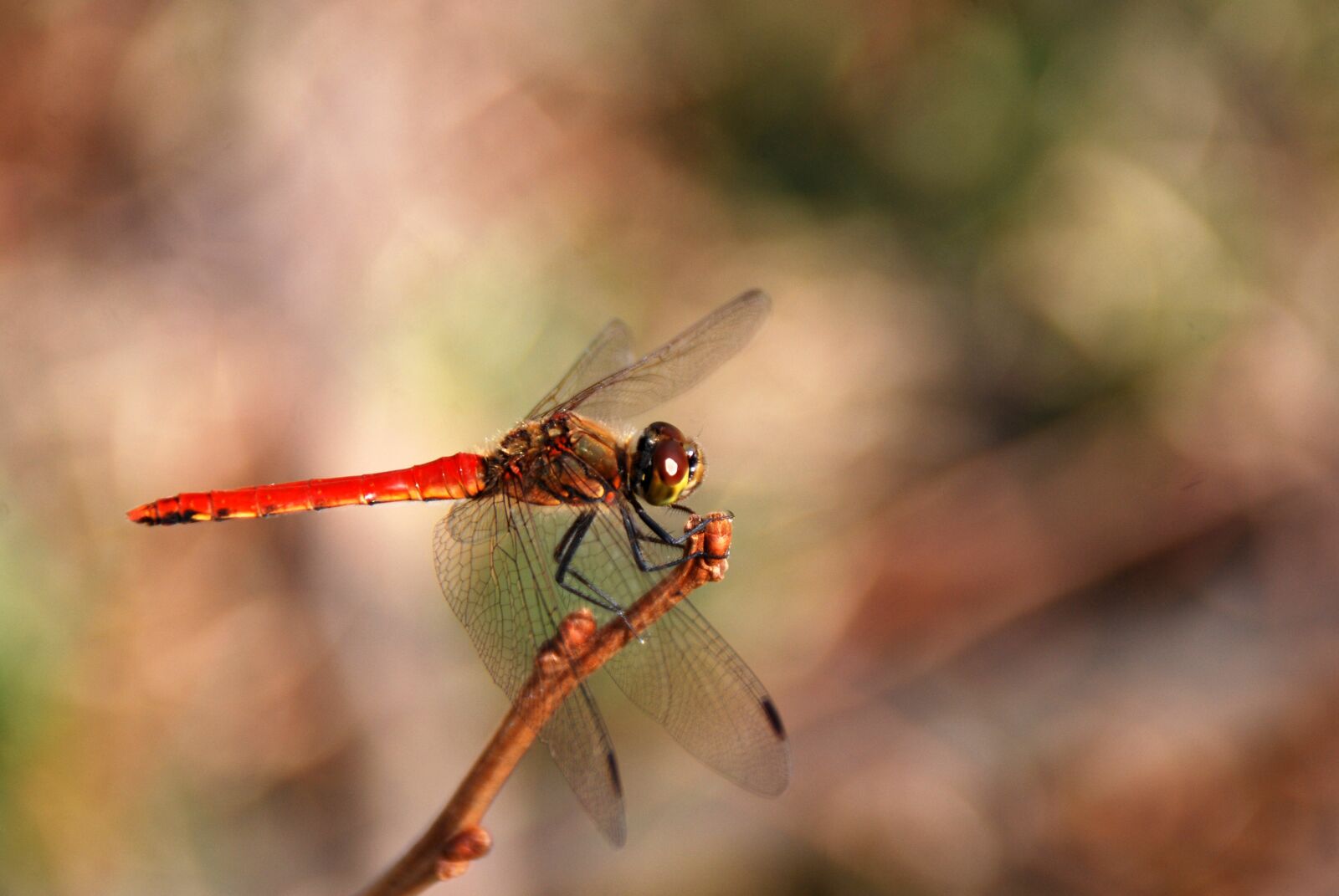Nikon D40X sample photo. Dragonfly, insect, bug photography