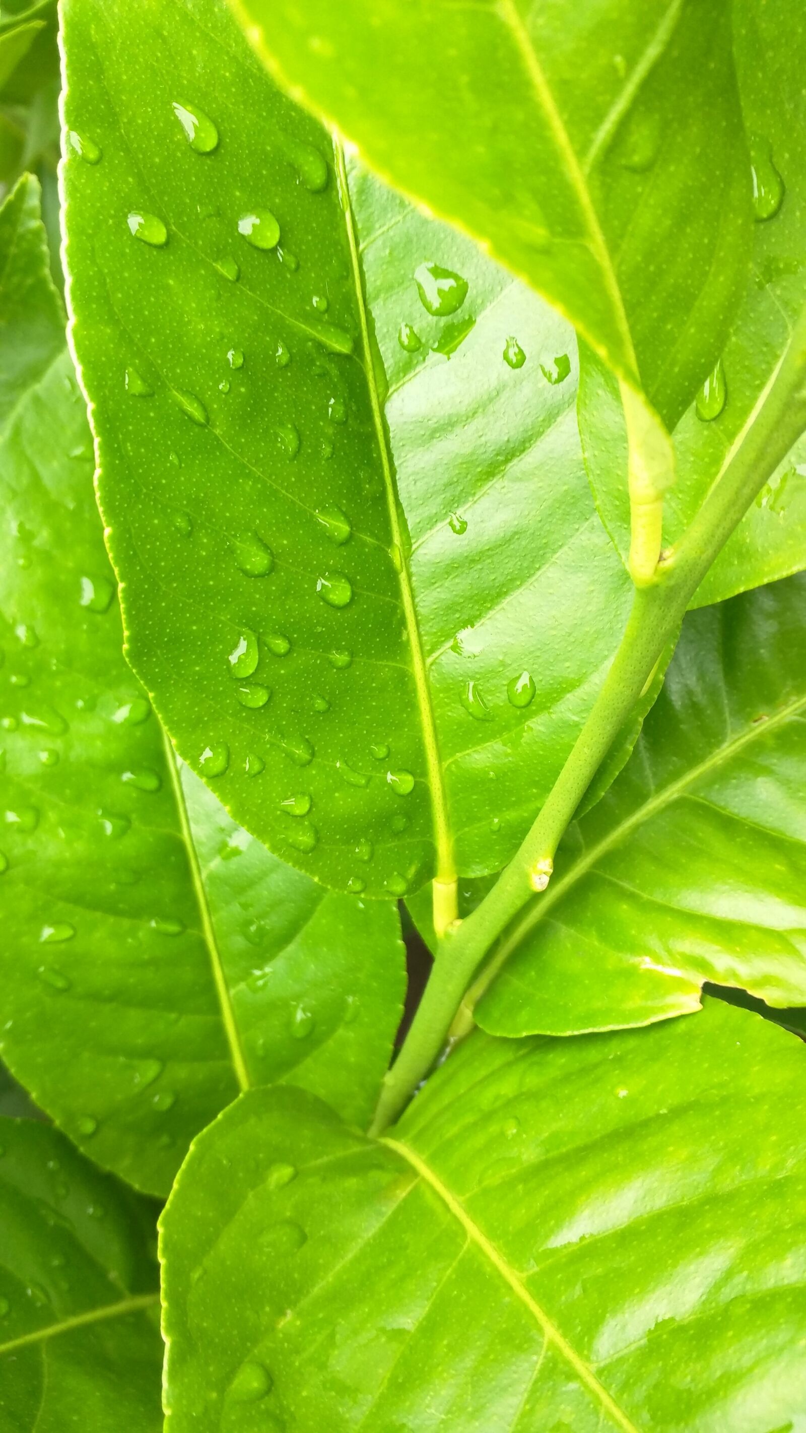 Motorola Nexus 6 sample photo. Raindrops, leaves, green photography