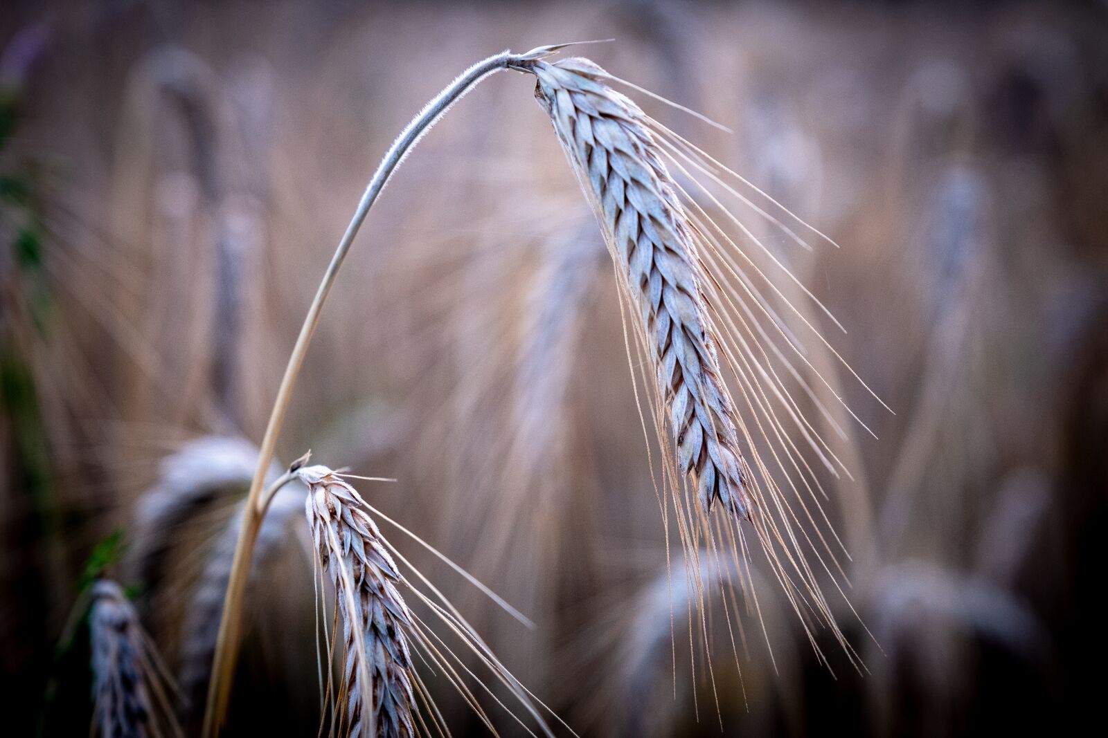Fujifilm X-T2 sample photo. Ear, weize, barley photography