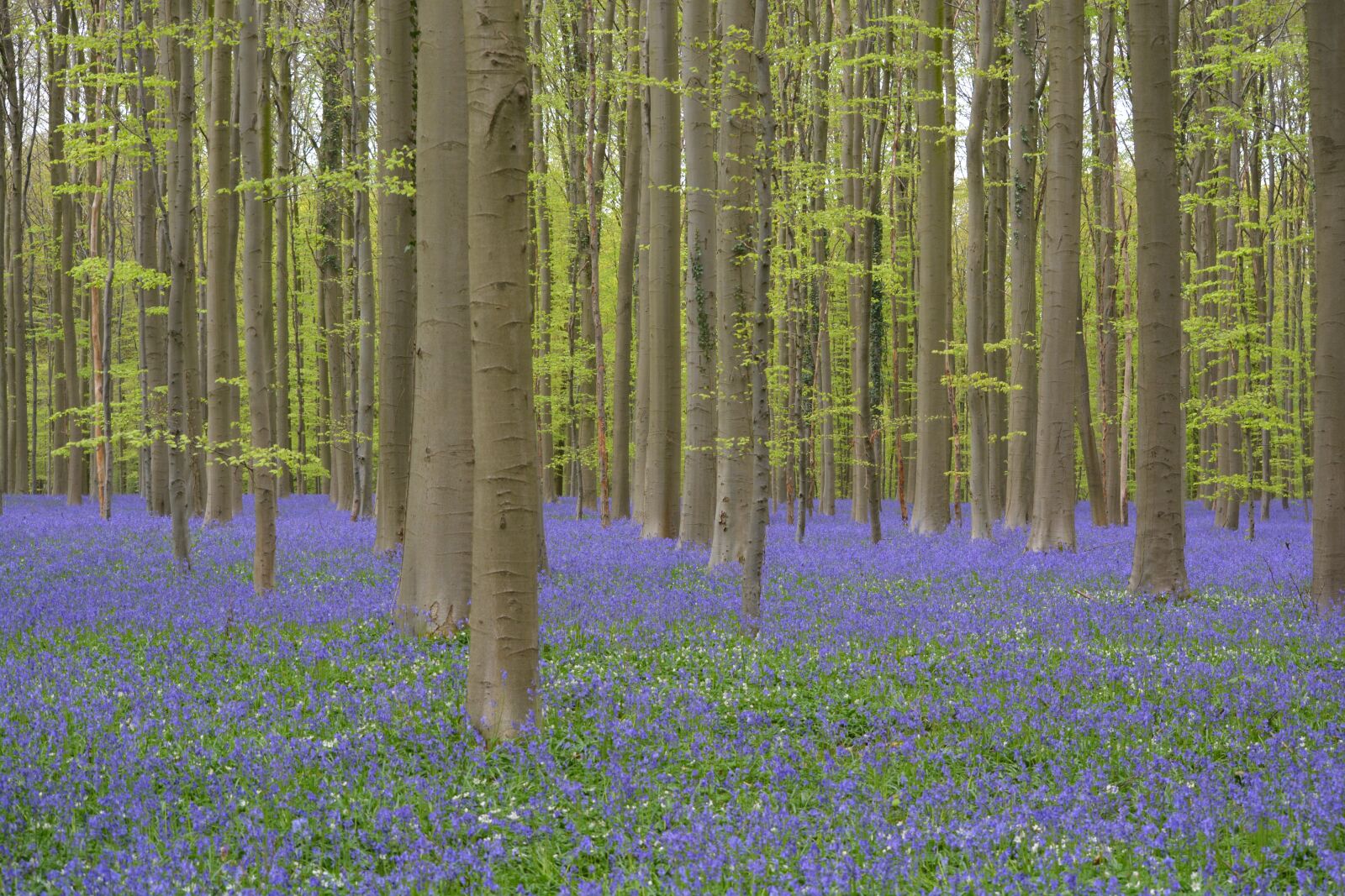 Nikon D5200 sample photo. Hallerbos, flowers, bluebell photography