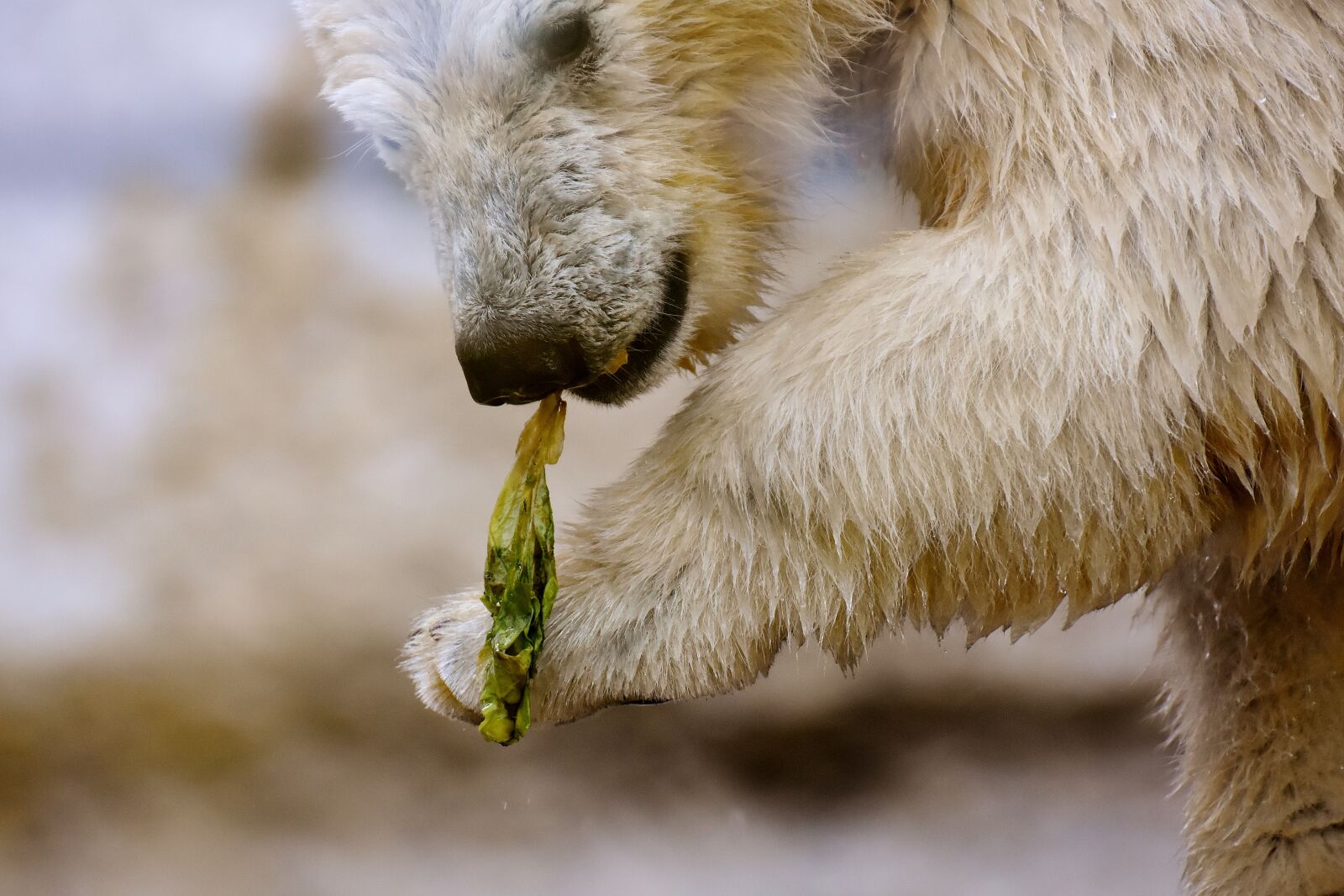 Nikon D7200 sample photo. Polar bear, predator, fur photography
