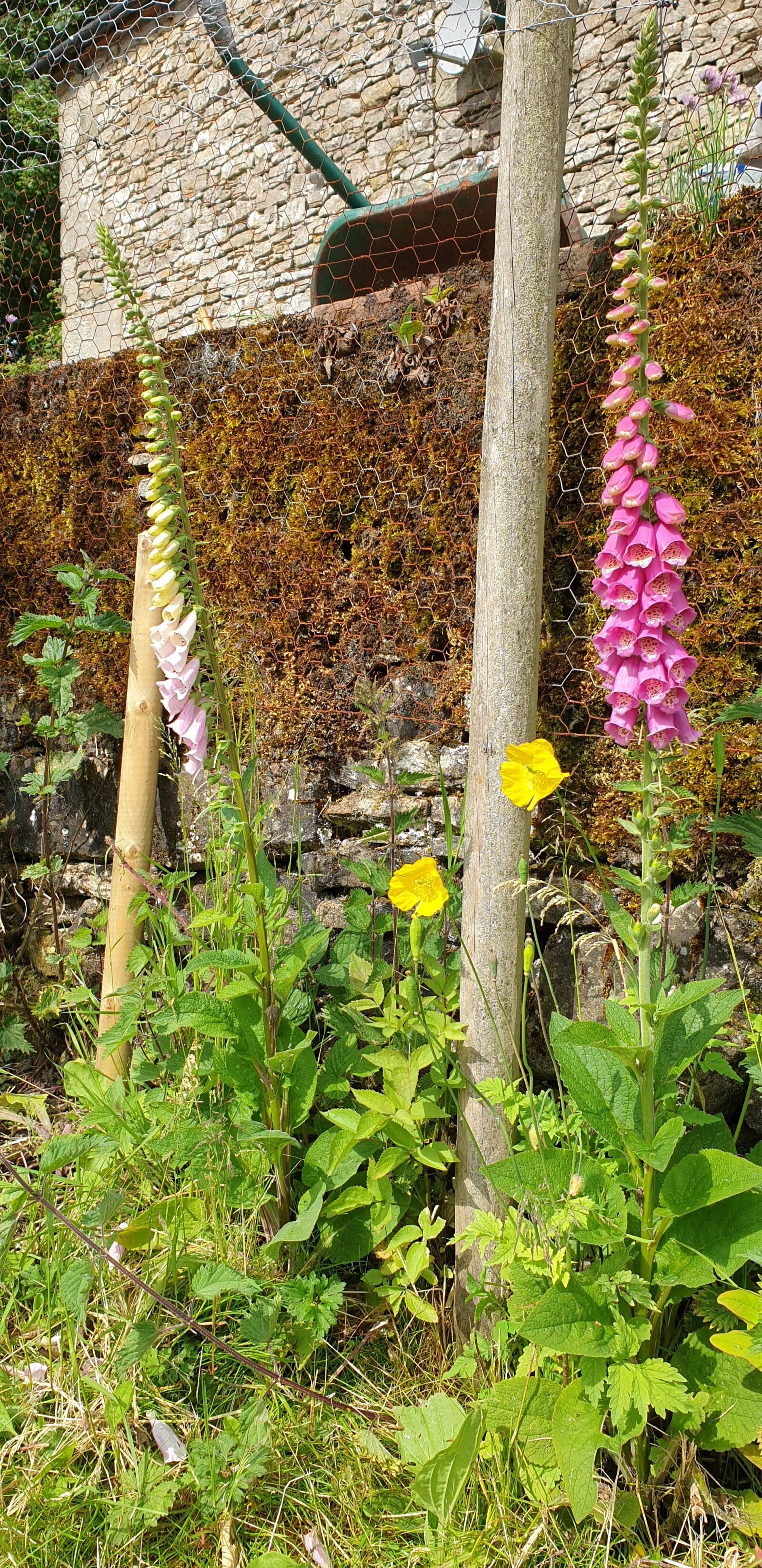 Samsung Galaxy S9+ sample photo. Pink, yellow, fox gloves photography