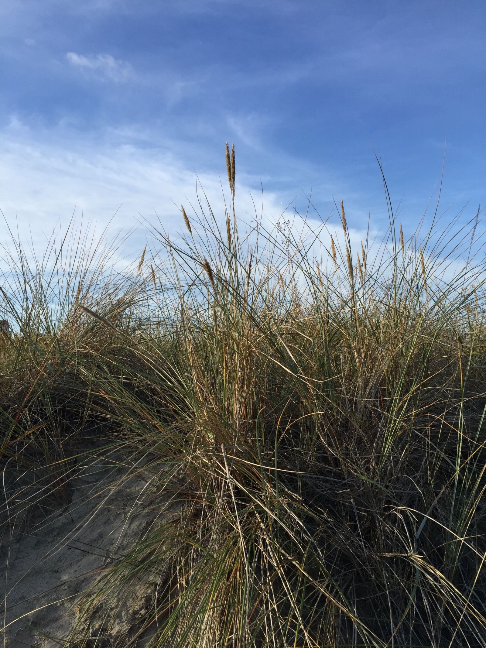Apple iPhone 6 sample photo. Sylt, dune grass, dunes photography