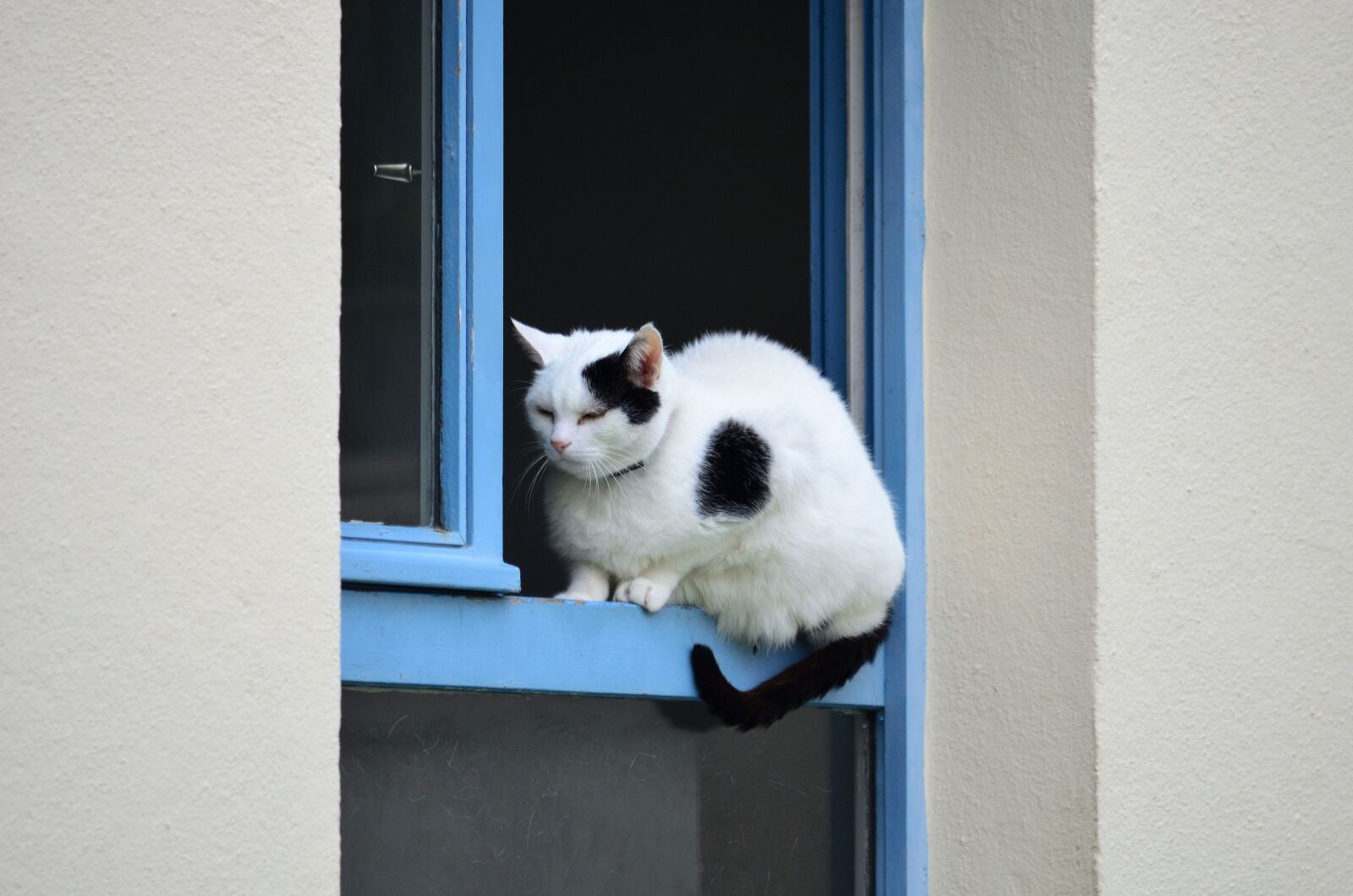 Nikon D5100 sample photo. Cat, window, black and photography