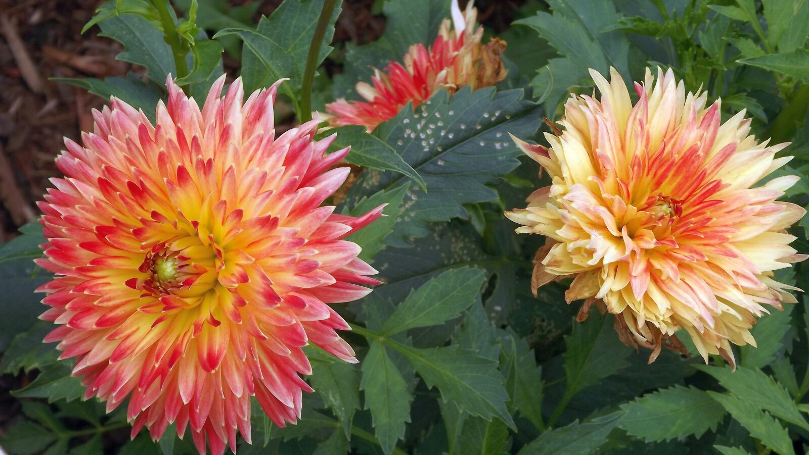 Fujifilm FinePix S3400 sample photo. Flowers, dahlias, asteraceae photography