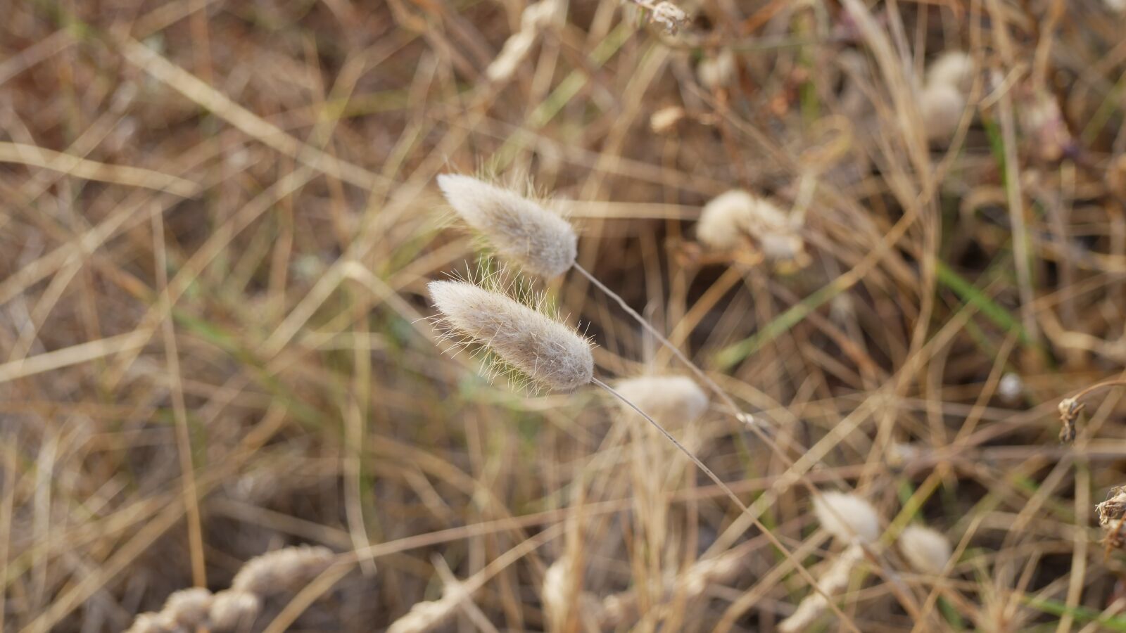 Panasonic Lumix DMC-GX85 (Lumix DMC-GX80 / Lumix DMC-GX7 Mark II) sample photo. Grass, cereals, field photography