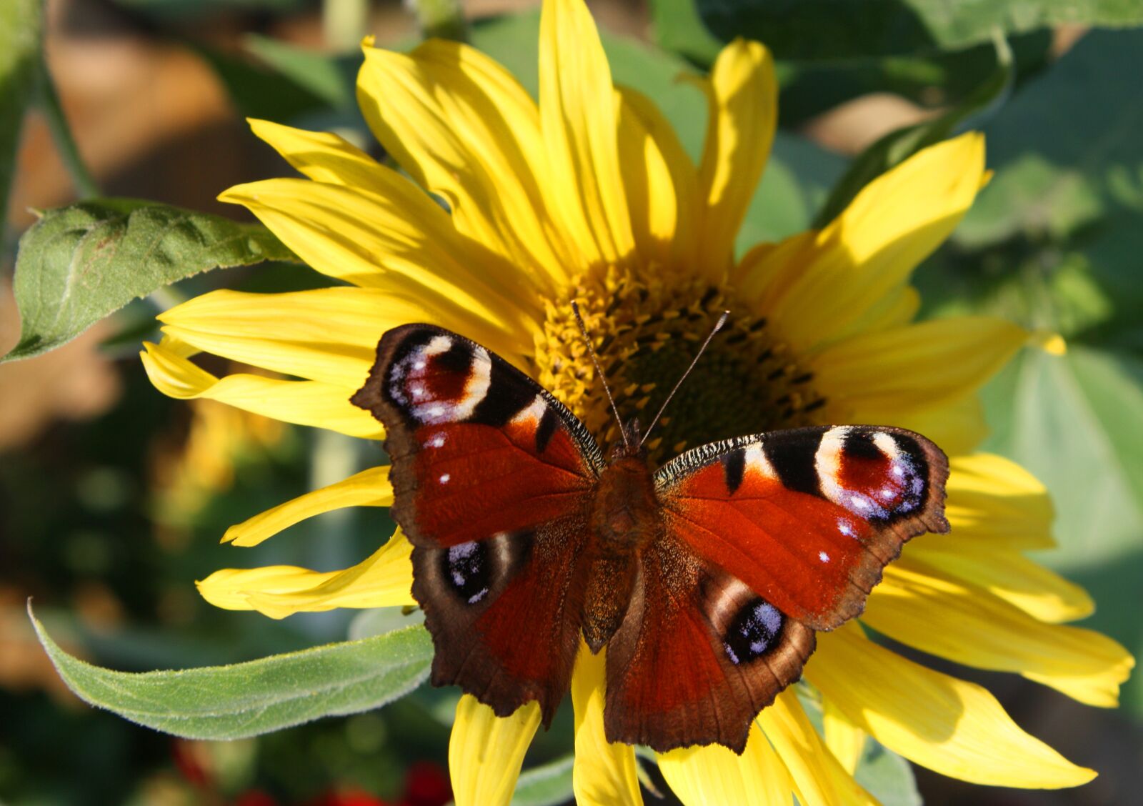 Canon EOS 450D (EOS Rebel XSi / EOS Kiss X2) sample photo. Butterfly, blossom, bloom photography