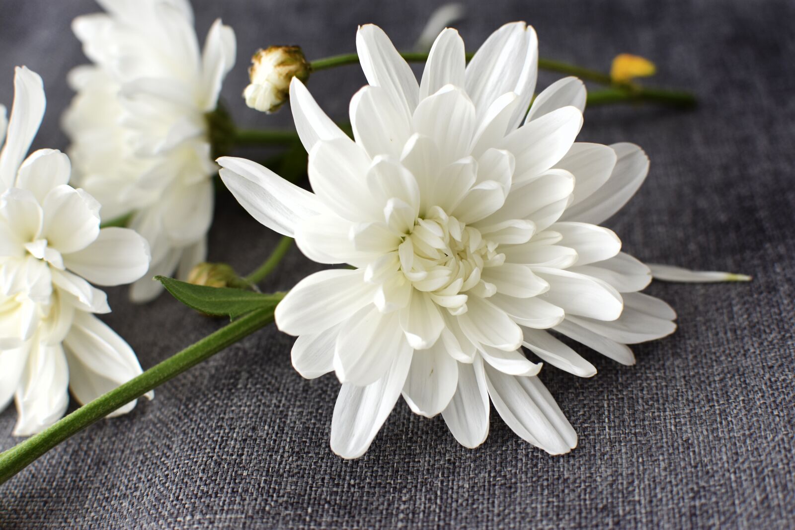 Nikon D3400 sample photo. White, flowers, autumn photography