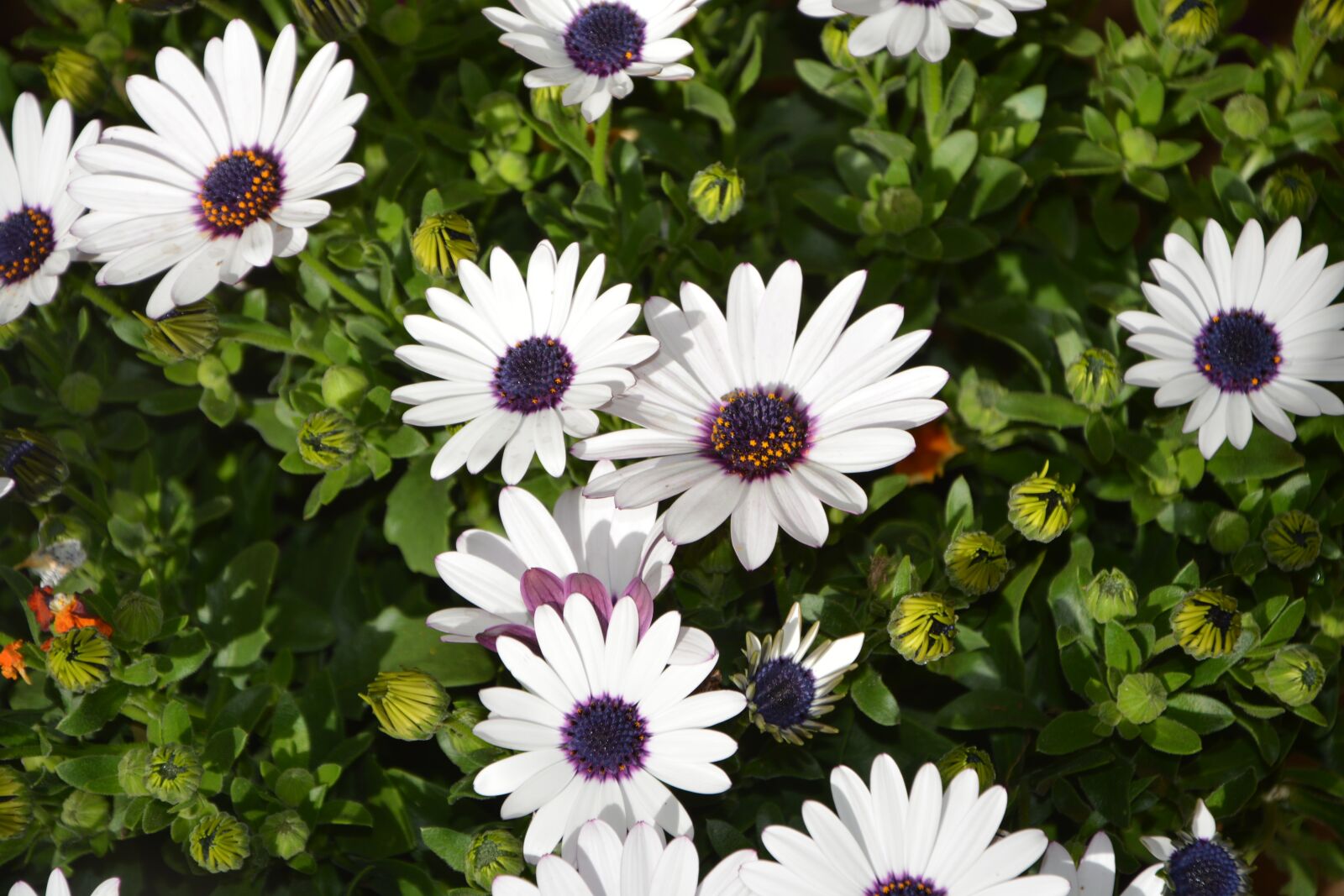Nikon D5200 sample photo. White flowers, plants, plant photography