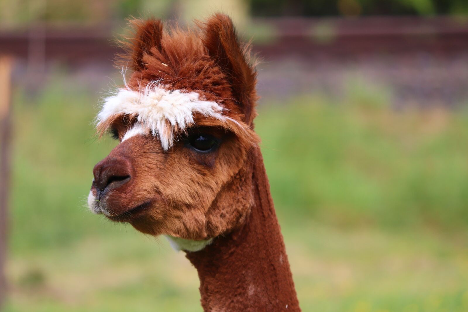 Canon EOS 200D (EOS Rebel SL2 / EOS Kiss X9) sample photo. Alpaca, brown, white photography