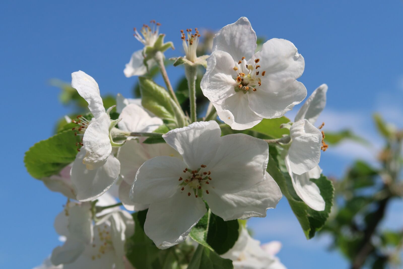 Canon PowerShot G7 X Mark II sample photo. Apple, tree, garden photography