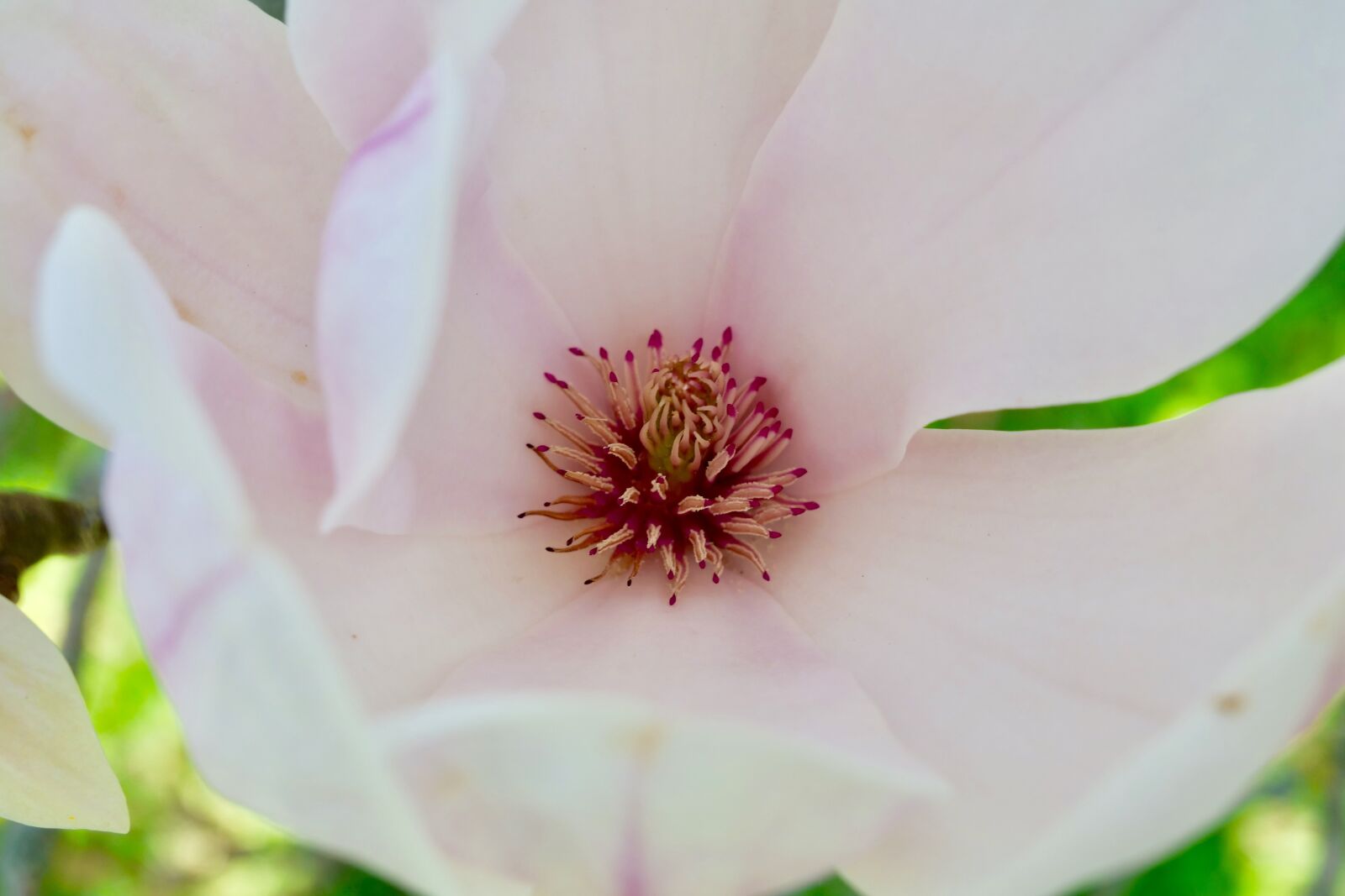 Panasonic Lumix DC-G9 sample photo. Flower, nature, plant photography