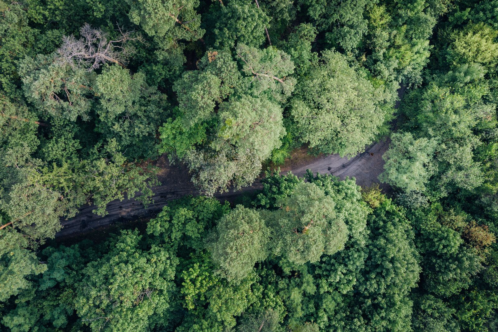 DJI FC220 sample photo. Tree, with drone, in photography