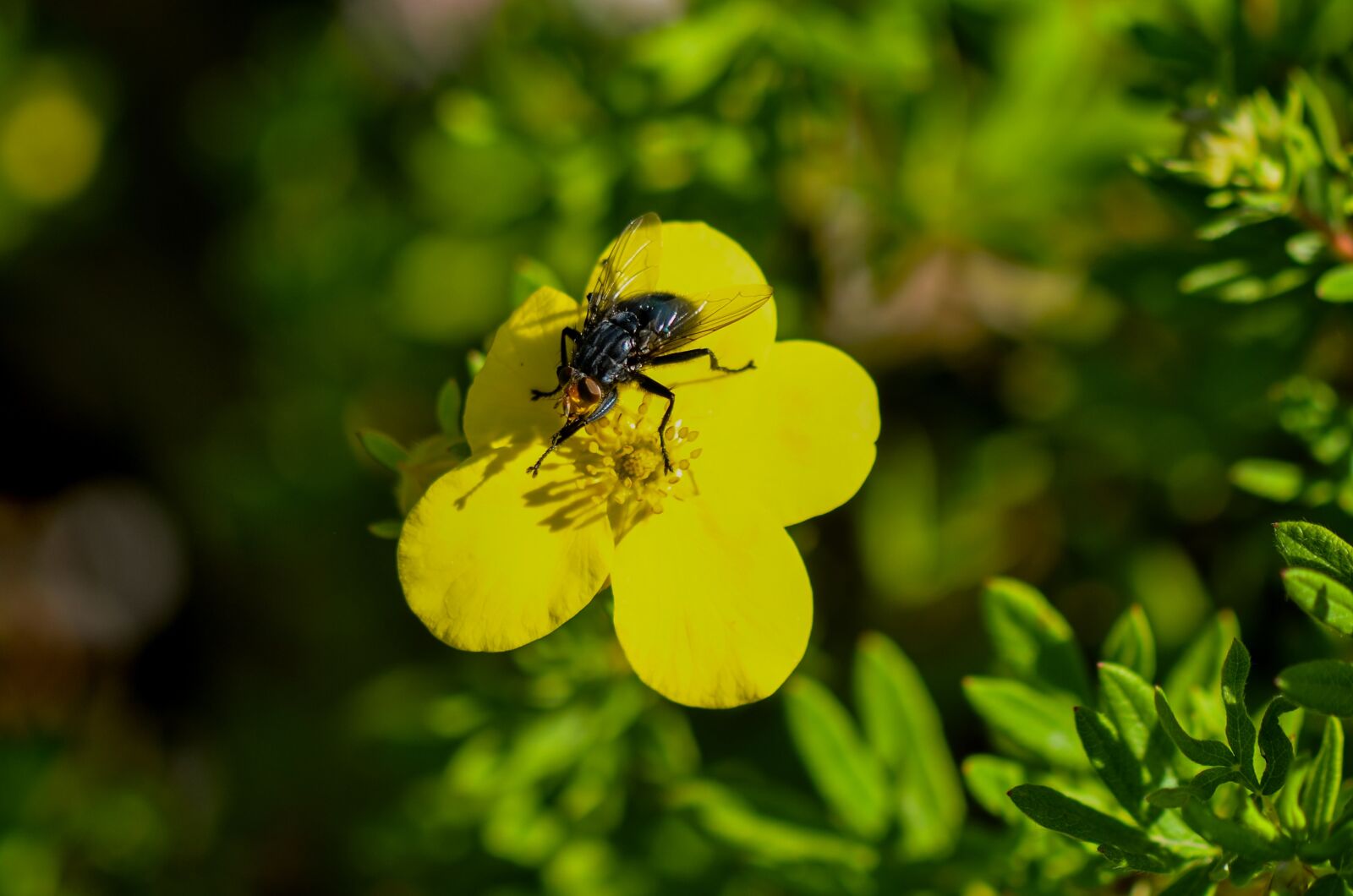 Nikon D7000 sample photo. Fly, flower, insect photography