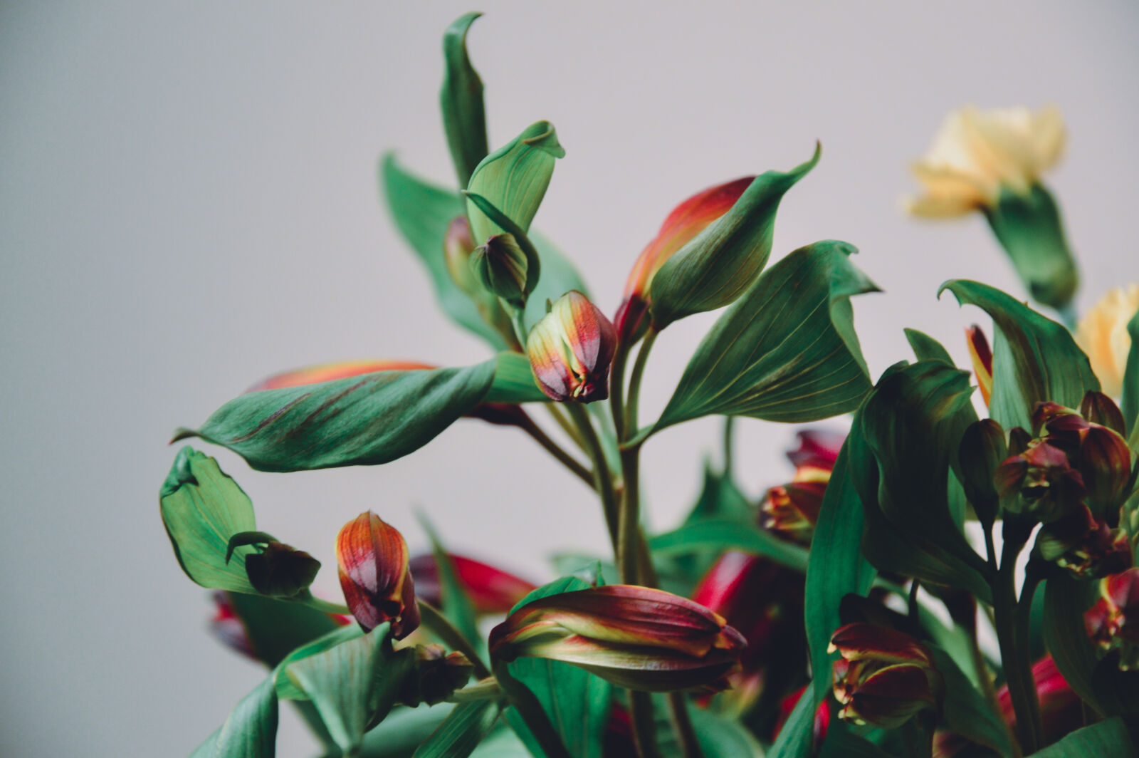 Nikon D3200 sample photo. Yellow, and, red, flowers photography