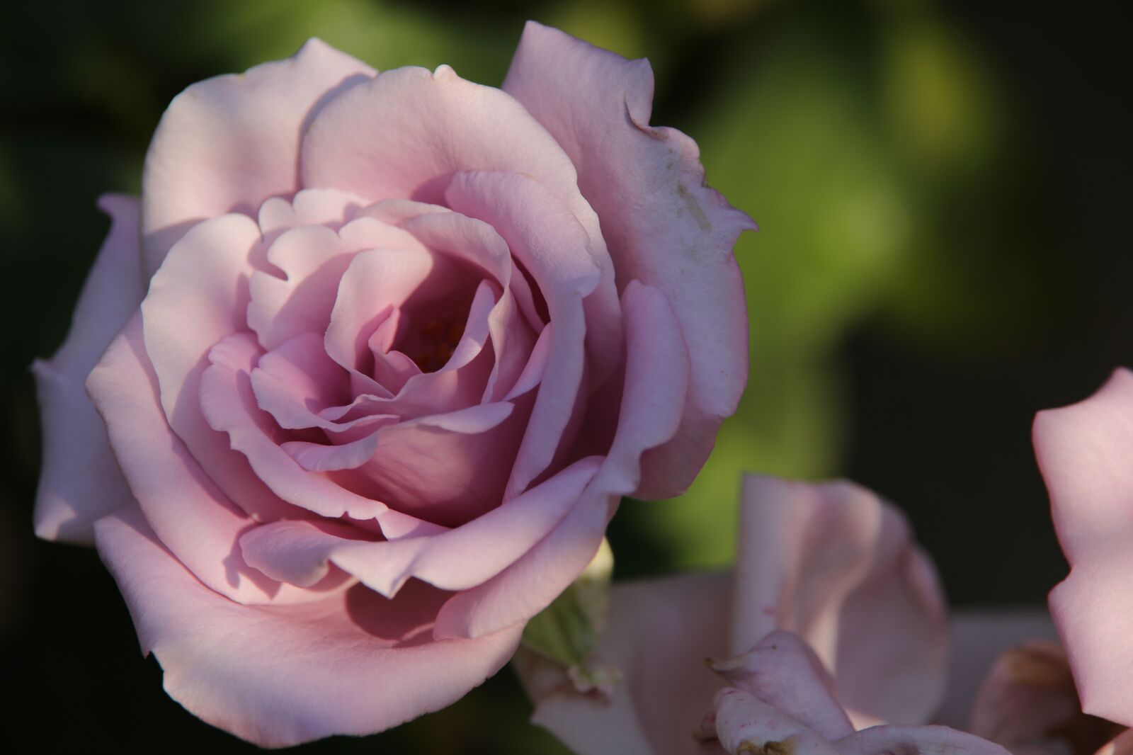 Canon EOS 6D sample photo. Roses blue moon, pink photography