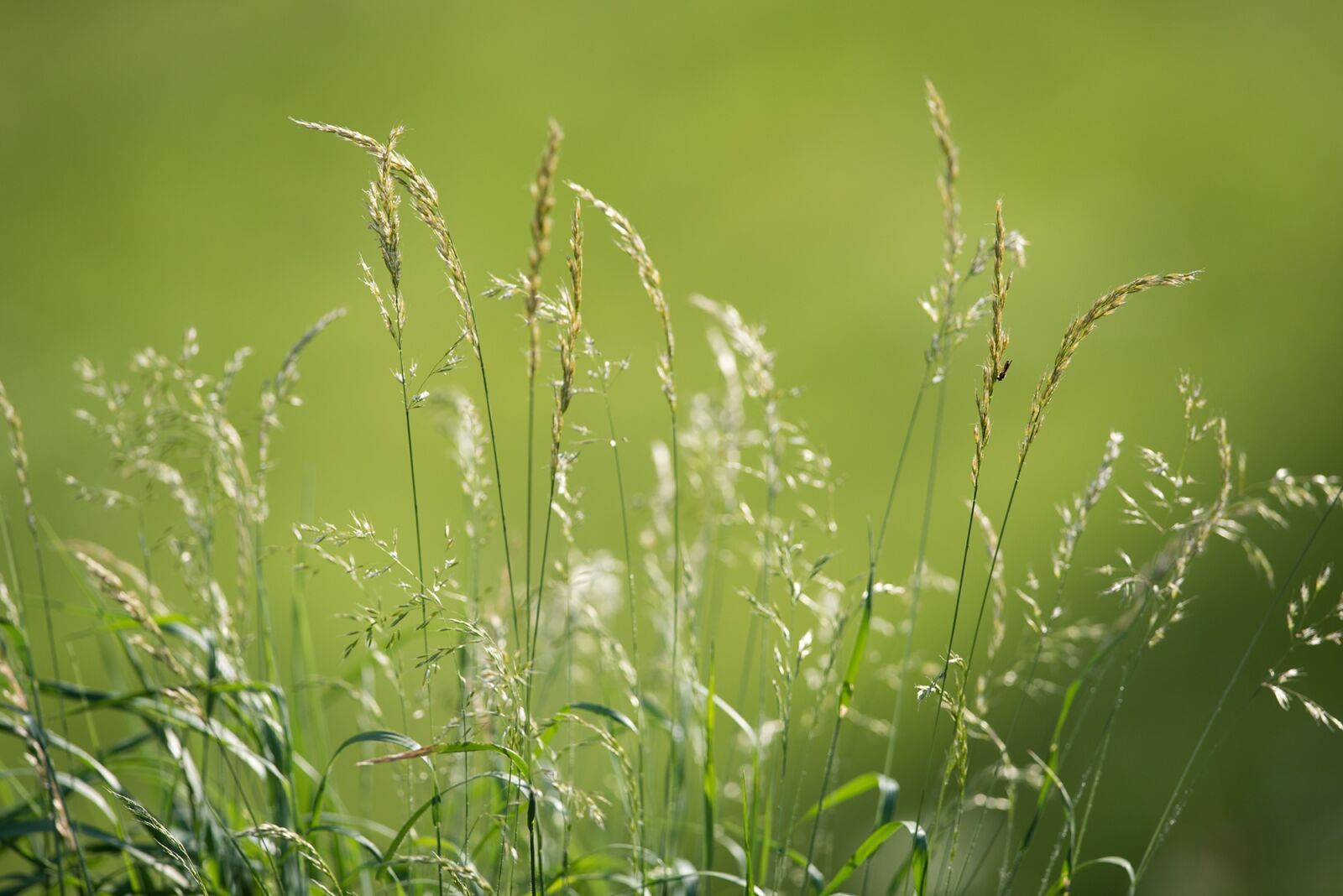 Nikon D750 sample photo. Meadow, grasses, green photography