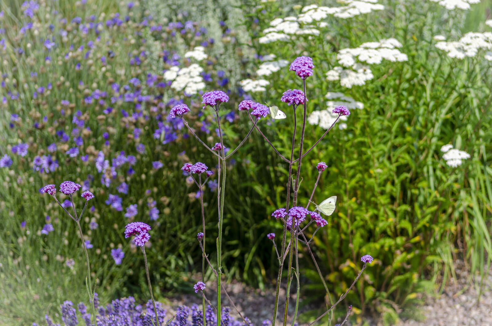 Nikon D7000 sample photo. Flower, white, blue photography