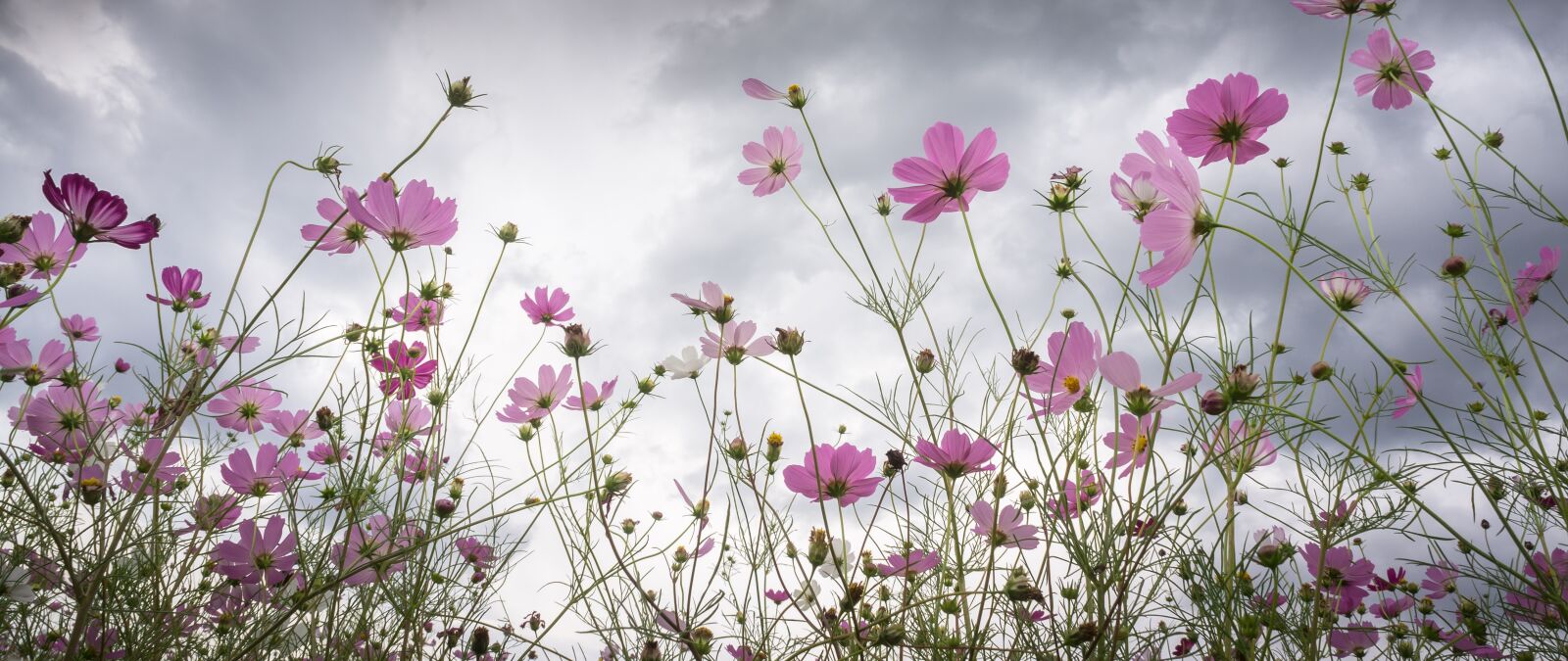 Sony Alpha NEX-5N sample photo. Cosmos, flowers, plants photography