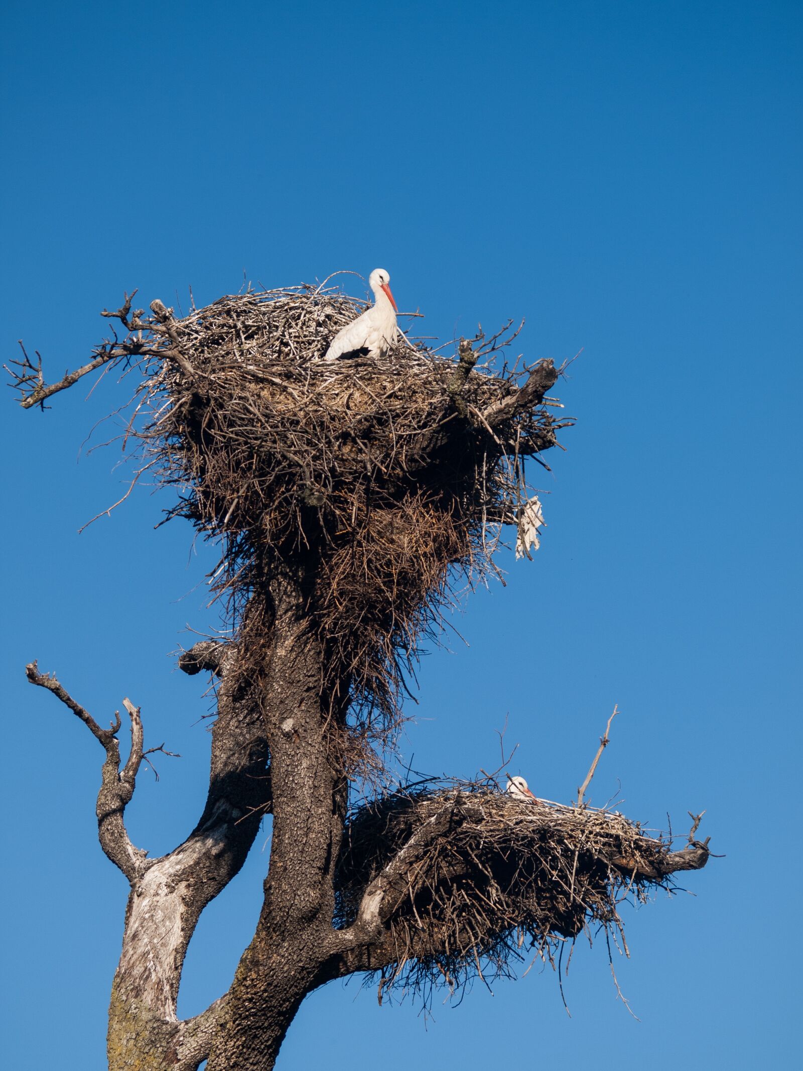 Olympus E-3 sample photo. Unfortunately, nest, birds photography