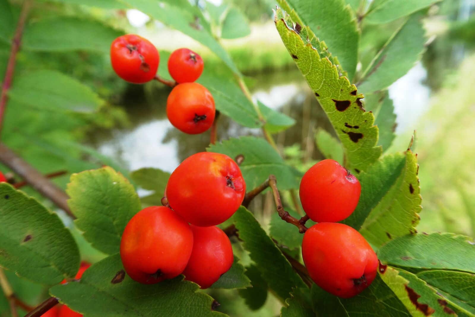 Panasonic Lumix DC-ZS70 (Lumix DC-TZ90) sample photo. Autumnal fruits, red fruits photography