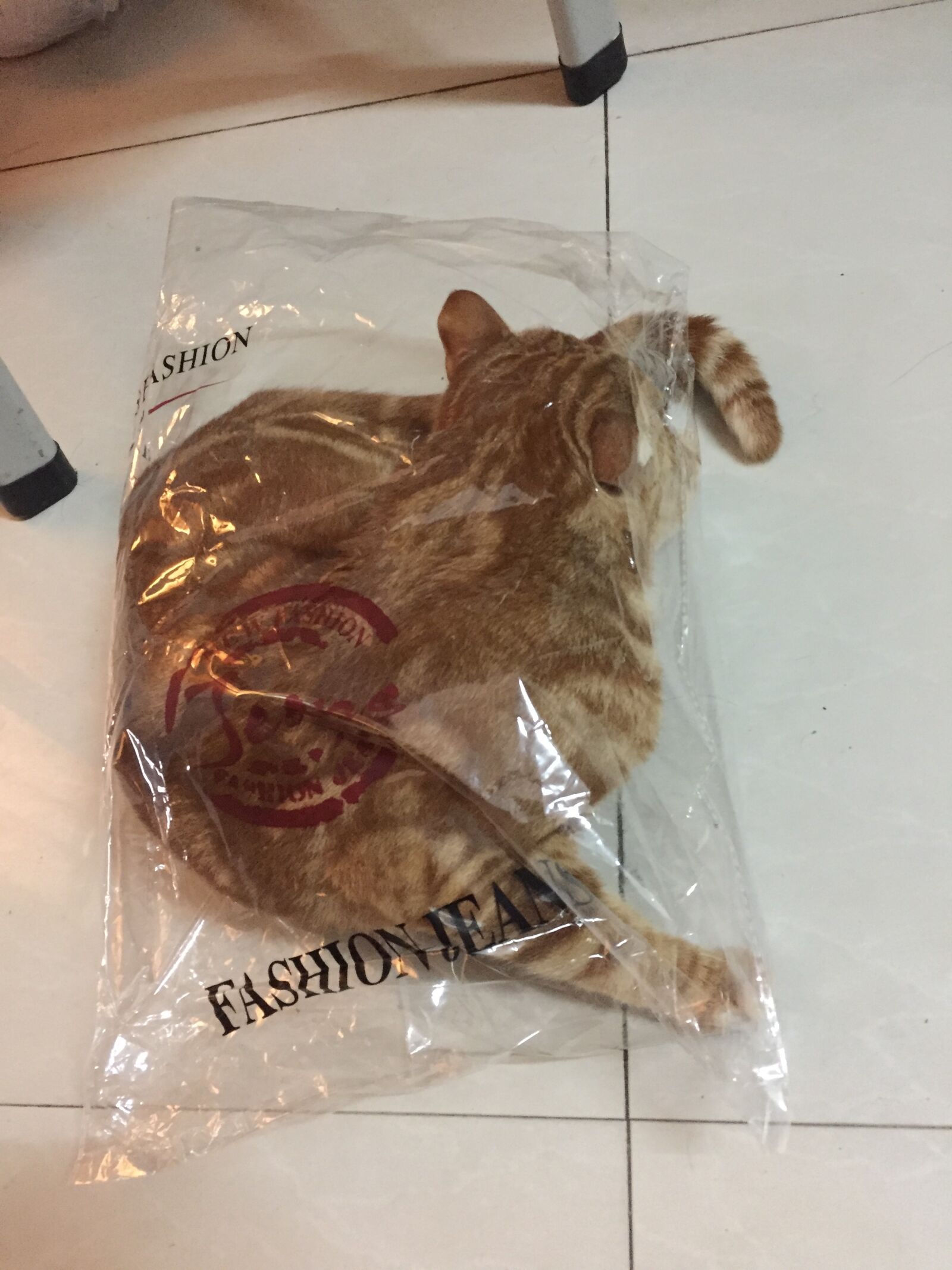 iPhone 6 back camera 4.15mm f/2.2 sample photo. Cat, plastic bag, garfield photography