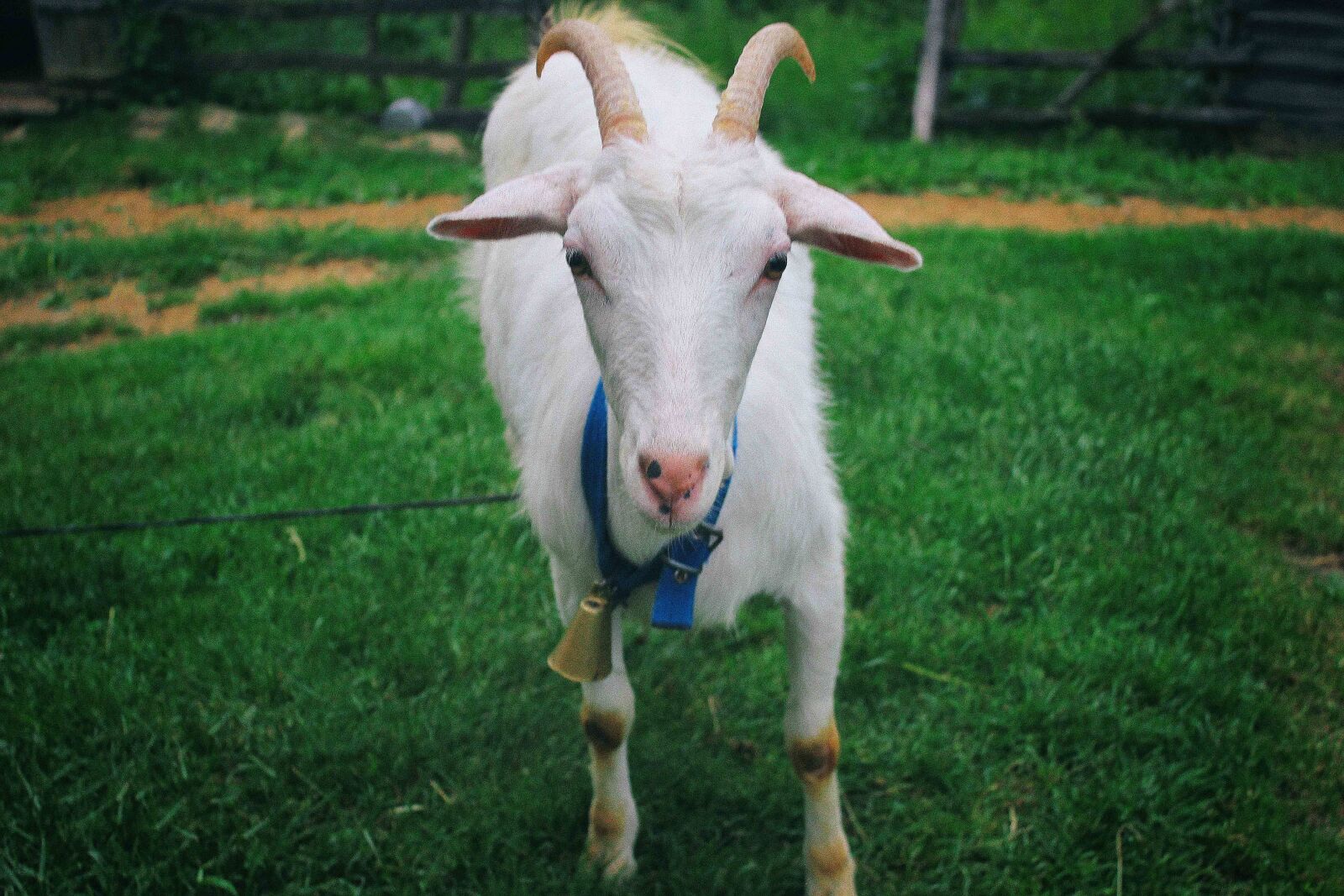 Canon EOS 550D (EOS Rebel T2i / EOS Kiss X4) sample photo. Goat, animal, horn photography