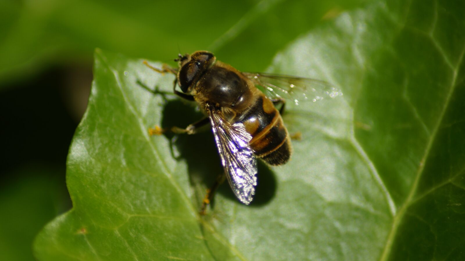 Sony SLT-A58 sample photo. Bee, close up, garden photography