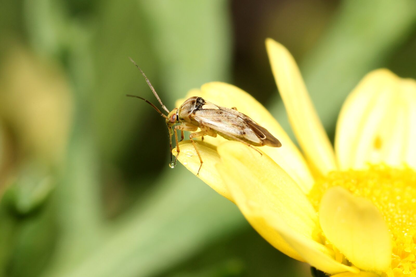 Canon EOS 60D sample photo. Fly, blossom, bloom photography