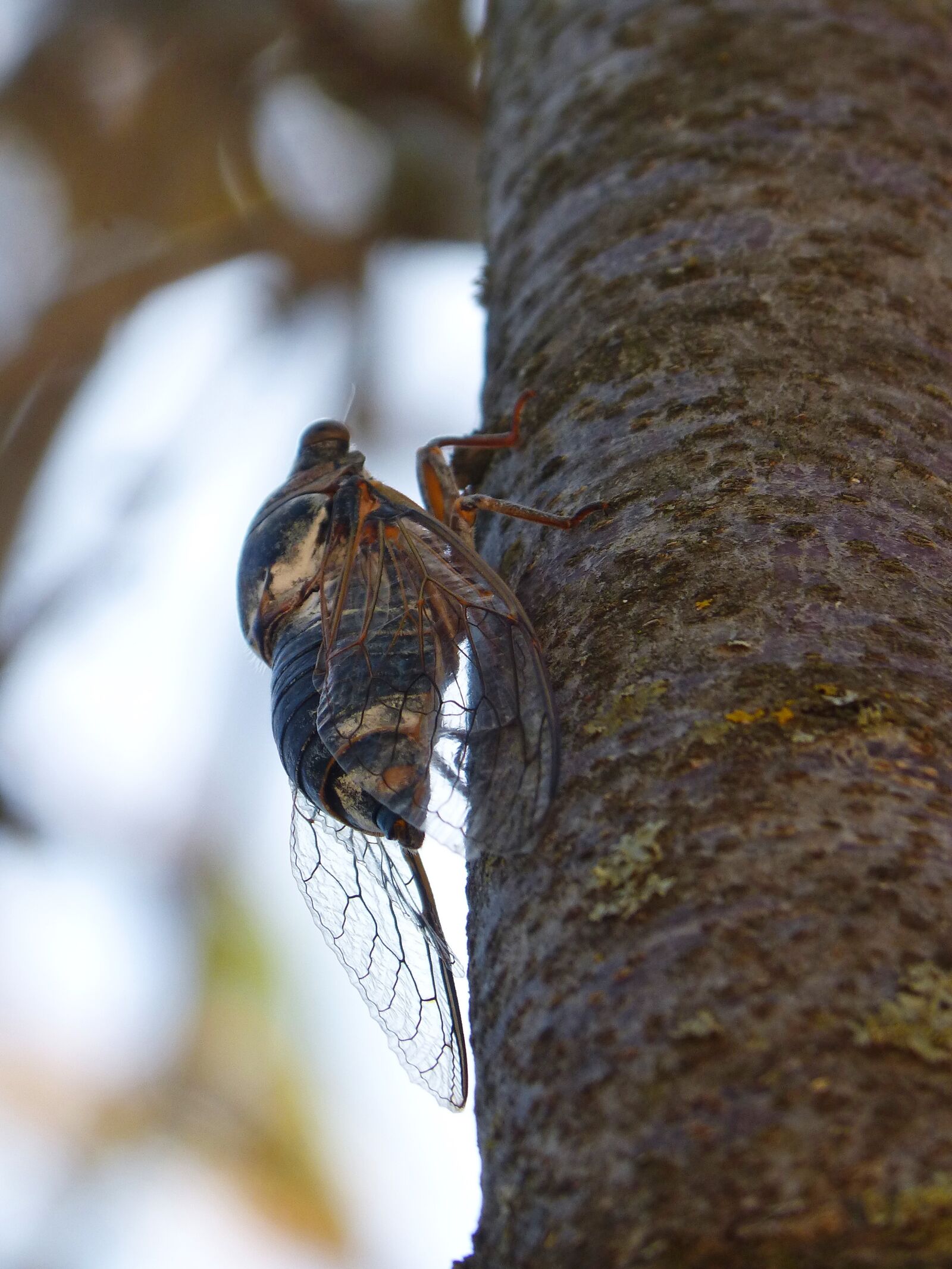 Panasonic DMC-FZ62 sample photo. Cicada, summer cri cri photography