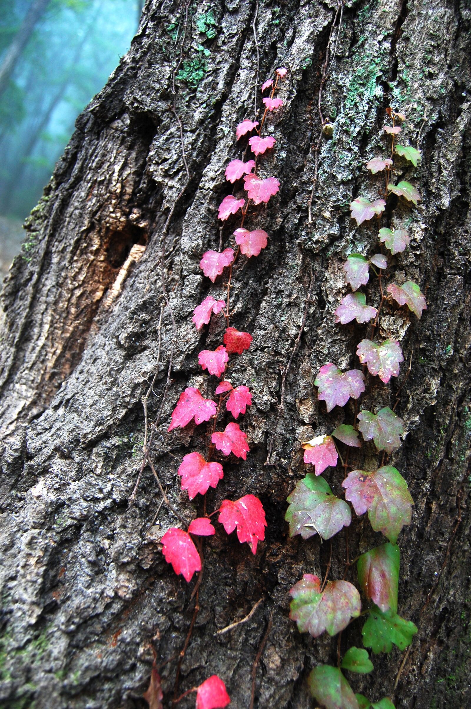 Nikon D40 sample photo. Tree, vine, ivy photography