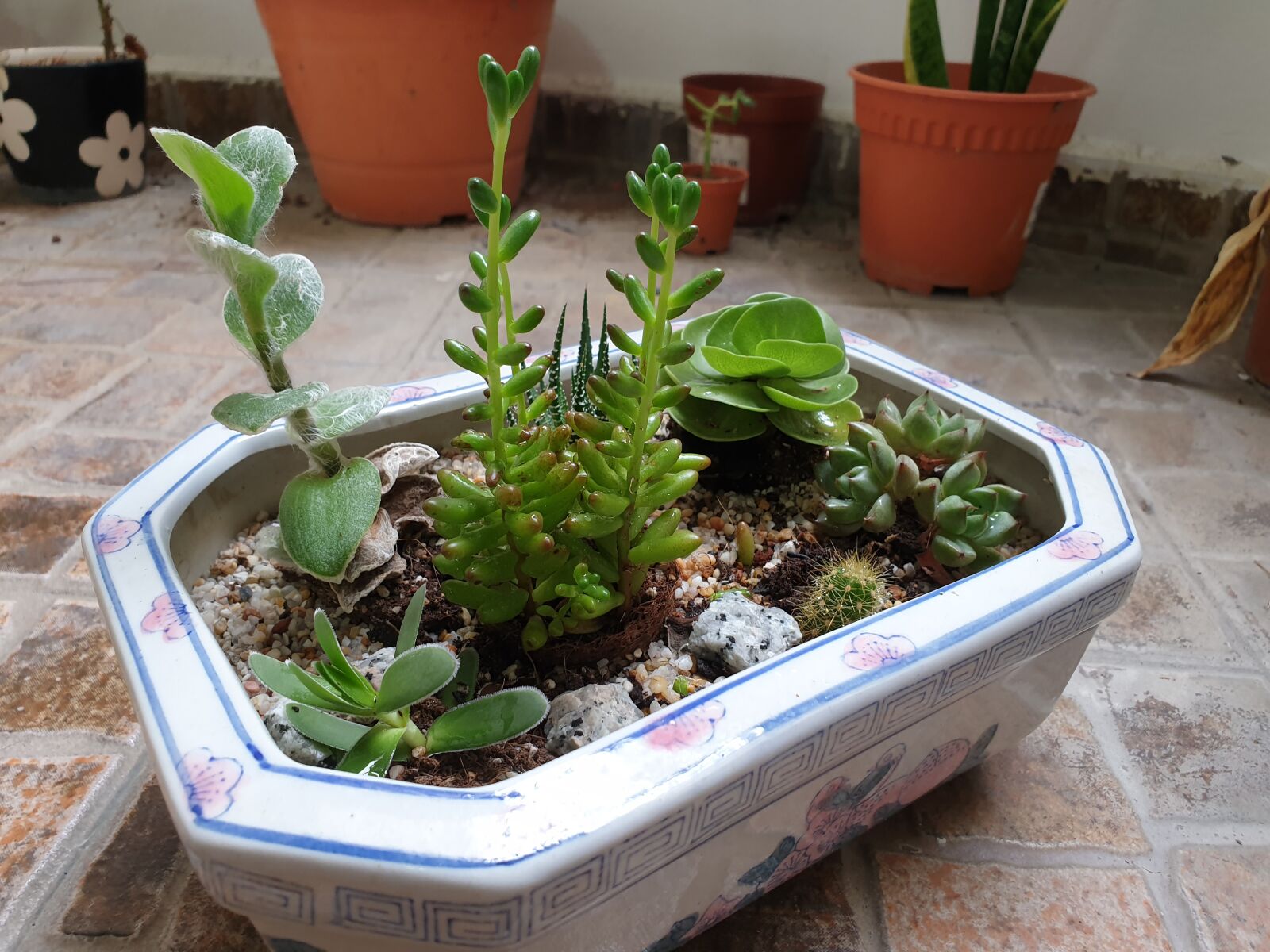 Samsung Galaxy Note9 sample photo. Potted plants, cactus, succulents photography