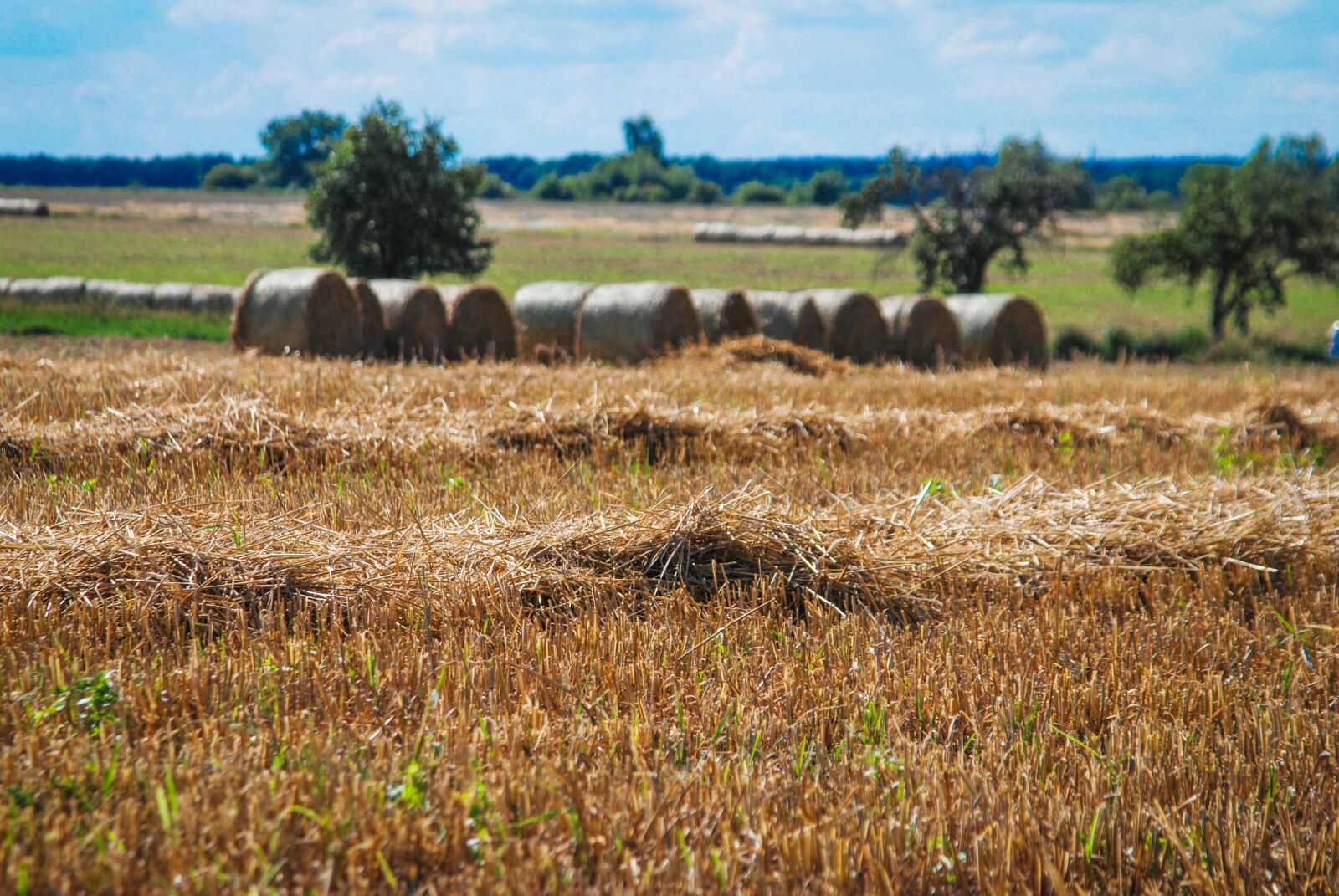 Nikon D80 sample photo. Field, straw, bale of photography