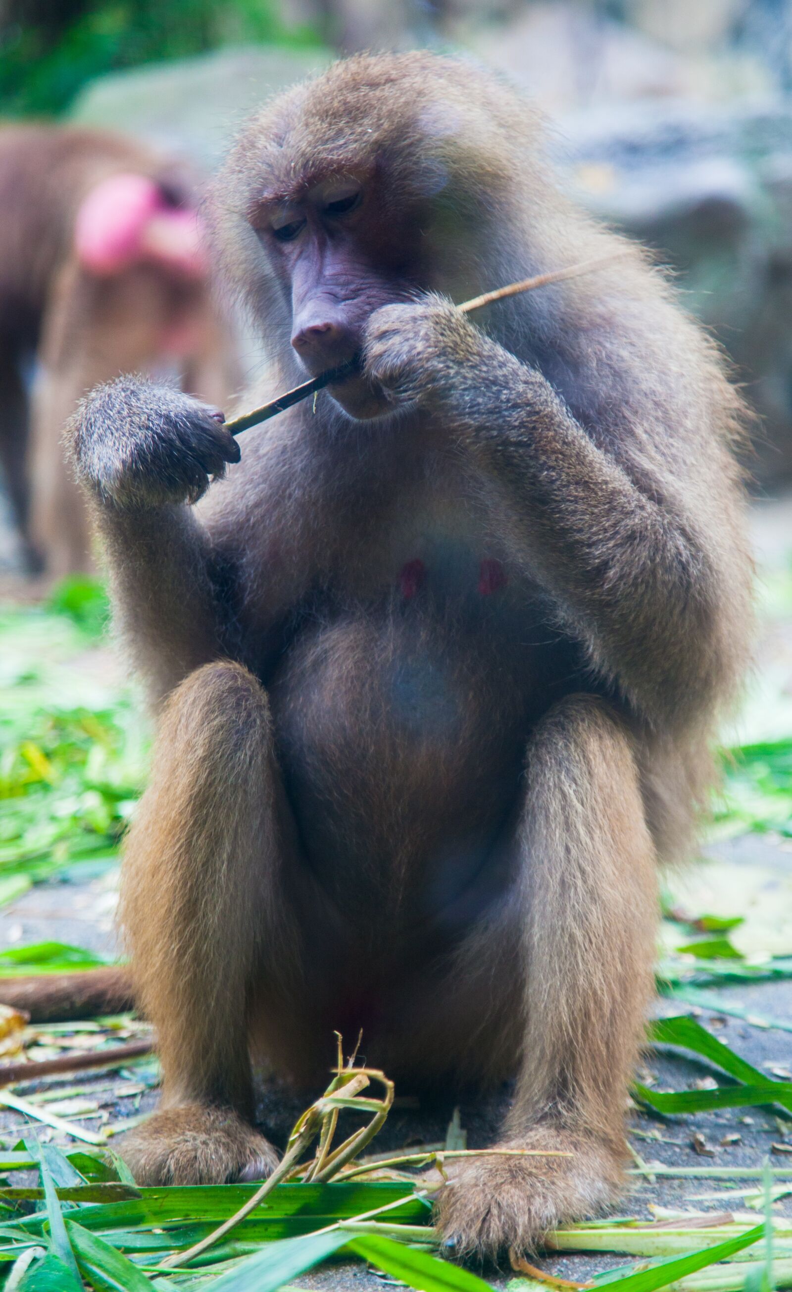 Canon EOS 5D Mark II sample photo. Baboon, animal, eating photography